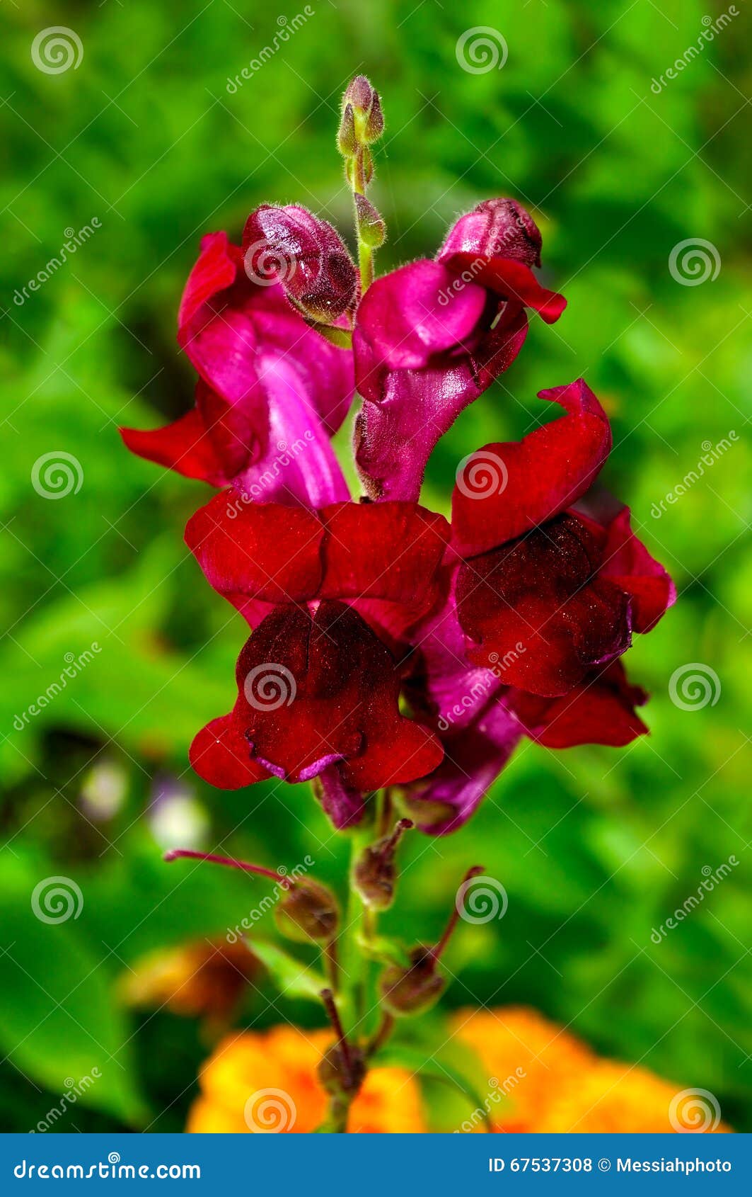 共同的snapdragon明亮的紫色花 在拉丁金鱼草属majus 库存照片 图片包括有 共同的snapdragon明亮的紫色花 在拉丁金鱼草属majus 库存照片 图片包括有
