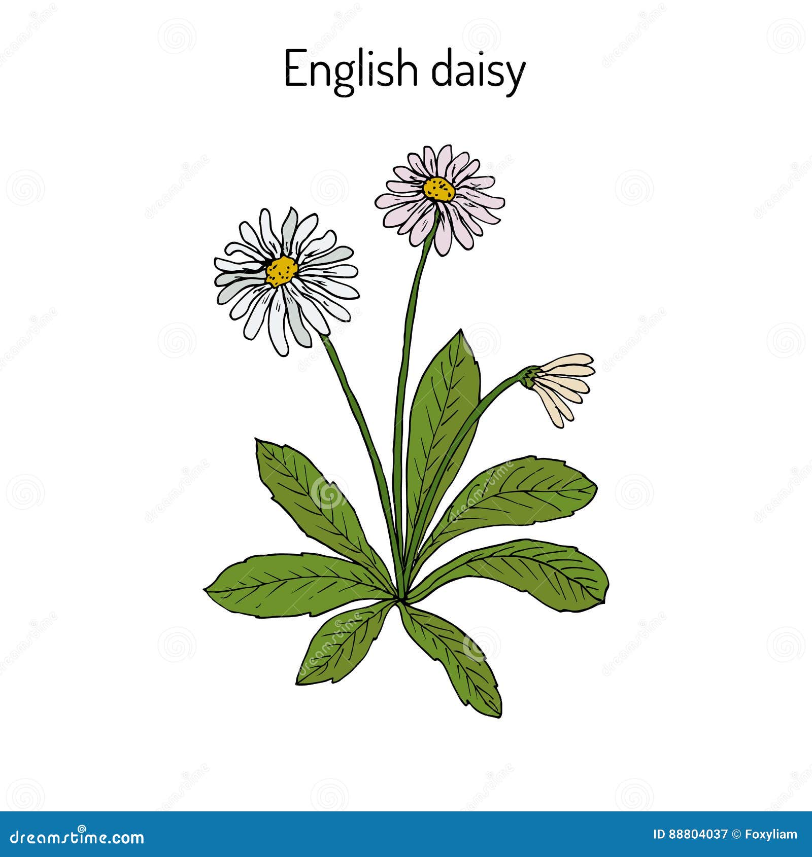 共同 英语或者草坪雏菊艾里斯perennis 向量例证 插画包括有 共同 英语或者草坪雏菊艾里斯perennis 向量例证 插画包括有