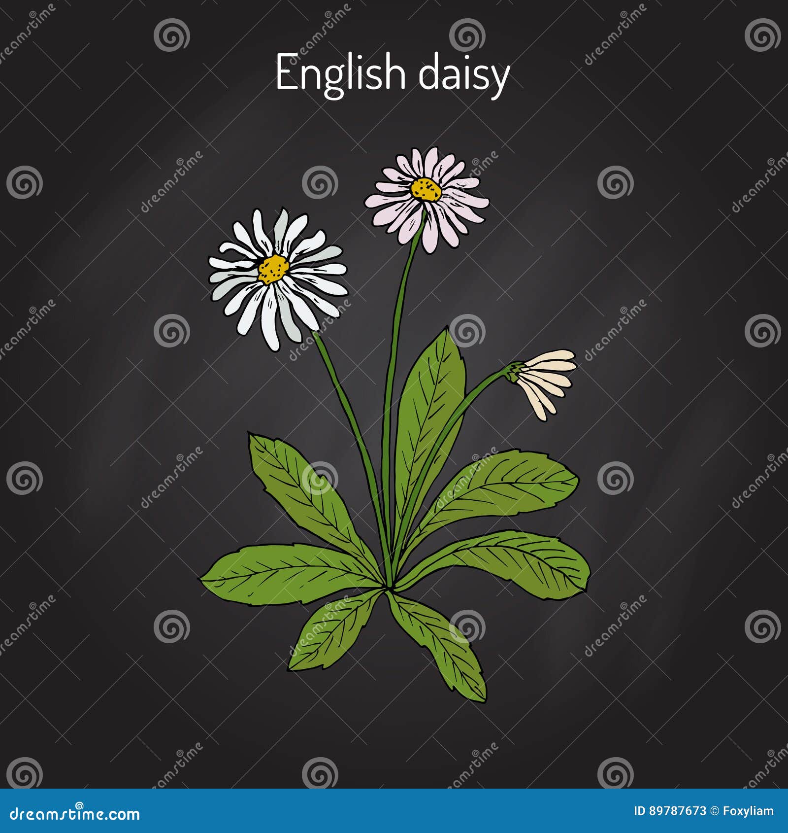 共同 英语或者草坪雏菊艾里斯perennis 向量例证 插画包括有 共同 英语或者草坪雏菊艾里斯perennis 向量例证 插画包括有