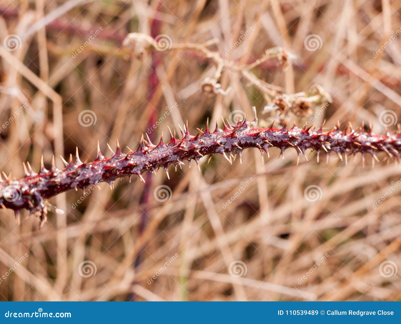 关闭刺痛的黑莓倒钩刺植物词根危险库存图片 图片包括有环境 脊椎 尖刻 上升了 叶子 特写镜头