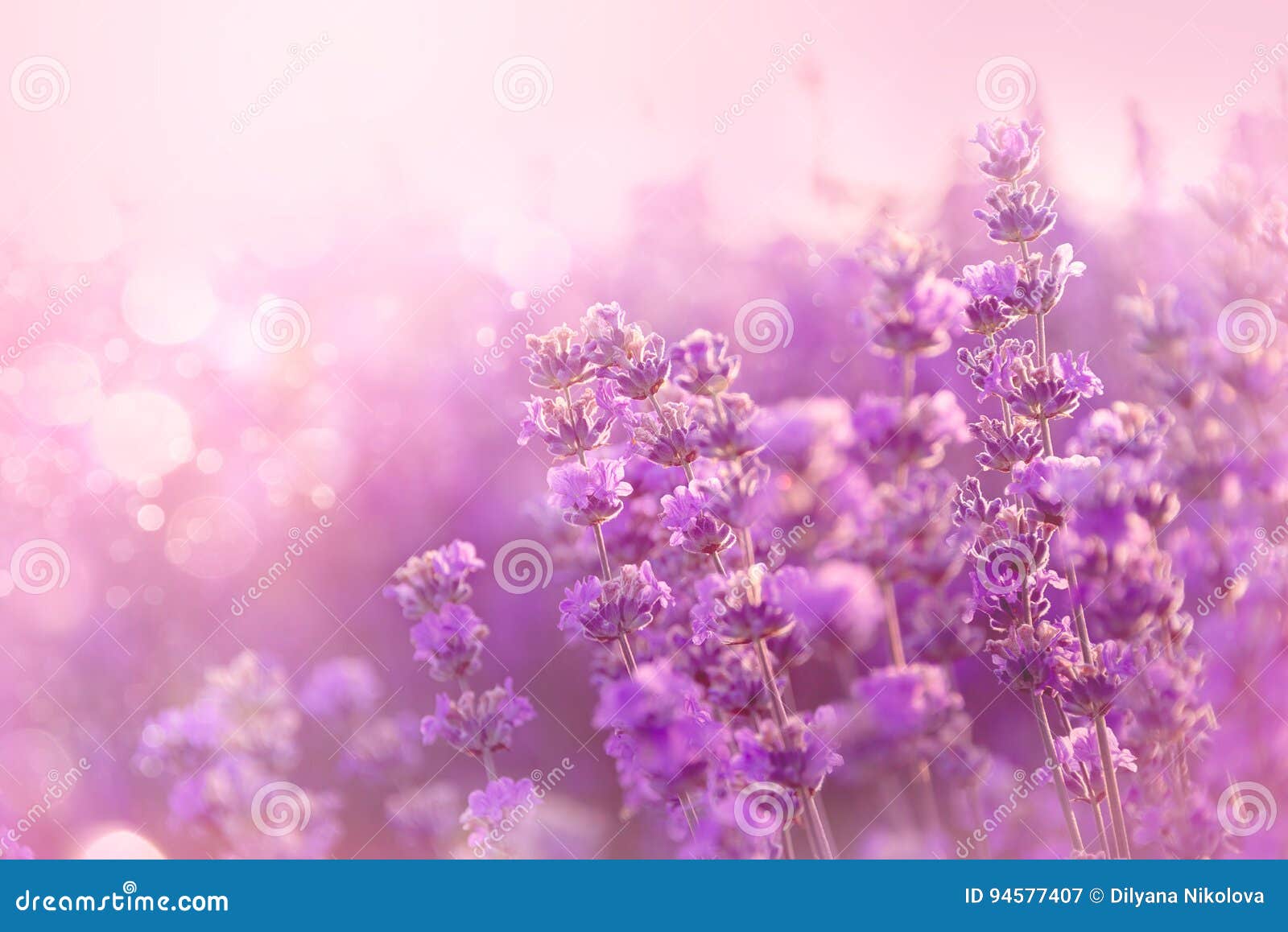 关闭开花的淡紫色花背景开花淡紫色库存图片 图片包括有背景开花淡紫色 关闭开花的淡紫色花