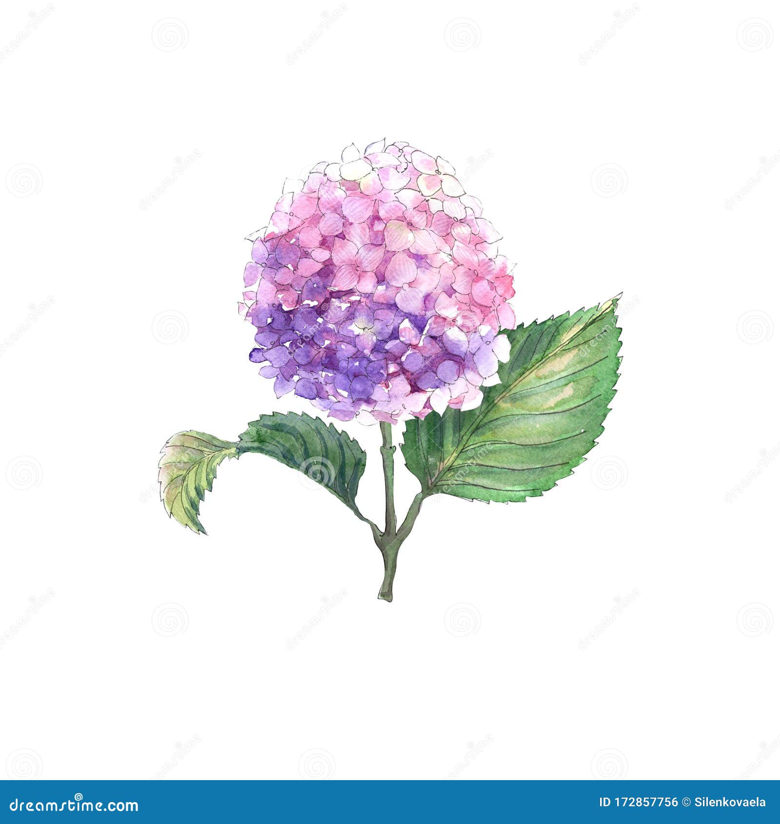 具有花绣球花的水色组合物亮屏库存例证 插画包括有图画 一堆 精美 抽象 八仙花属 花卉