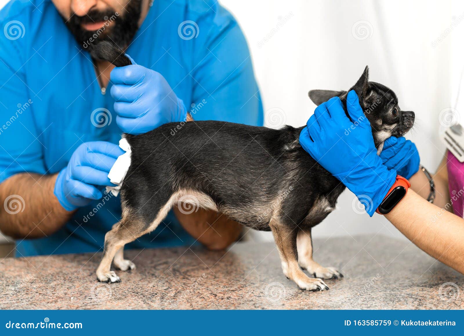 兽医在兽医诊所清理狗的肛旁腺犬类健康的必要程序宠物护理库存图片 图片包括有发病原理 排粪 兽医在兽医诊所清理狗的肛旁腺犬类健康的必要程序宠物护理库存图片 图片包括有发病原理 排粪