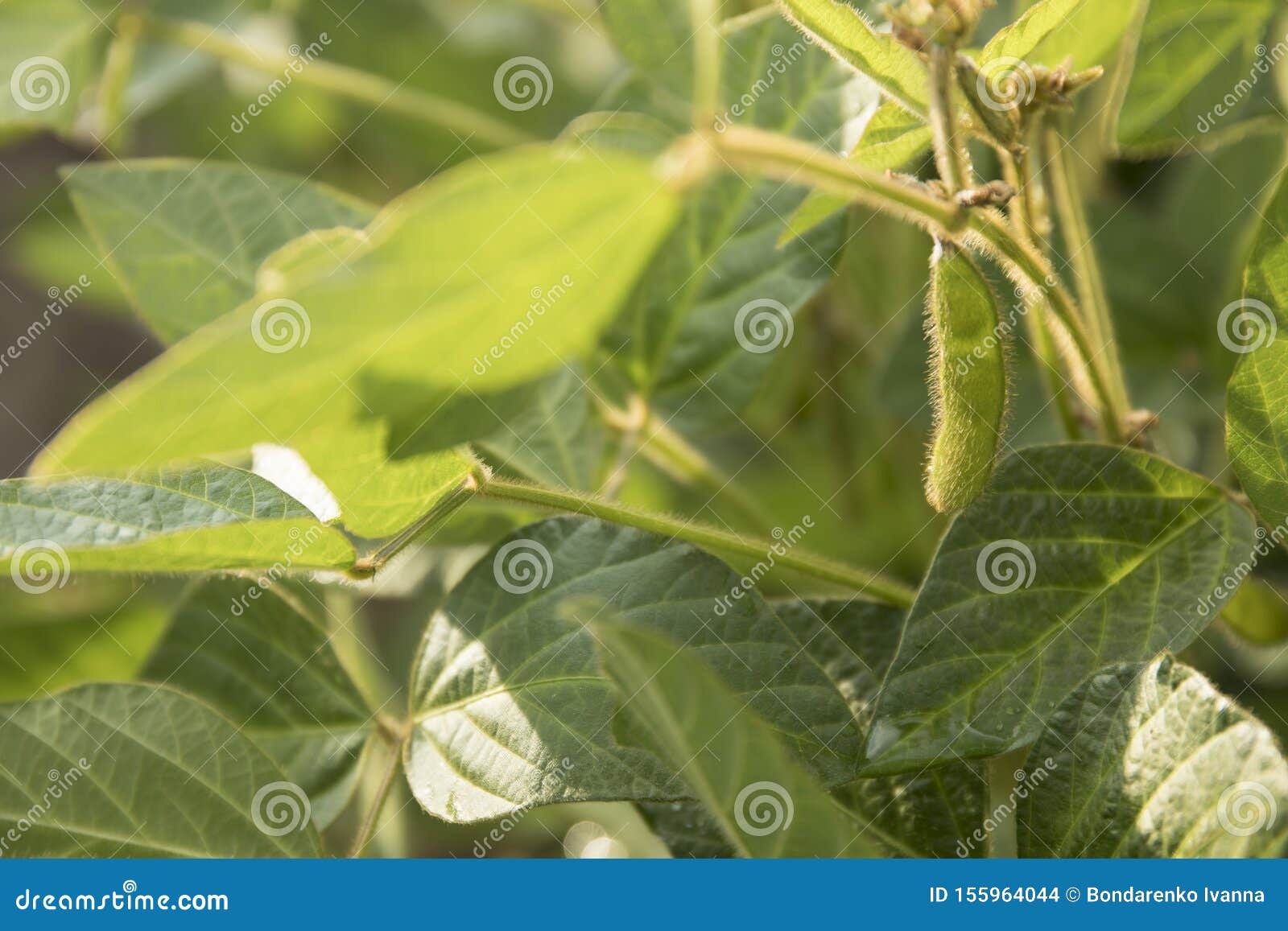 农业大豆花和荚种植园背景在好日子反对阳光的绿色生长大豆库存照片 图片包括有反对阳光的绿色生长大豆 农业大豆花和荚种植园背景在好日子