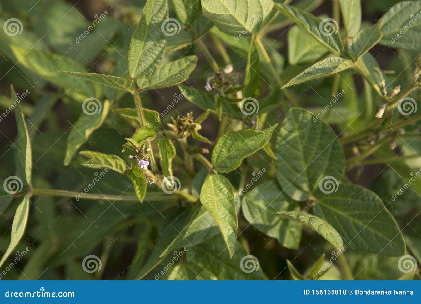 农业大豆花和荚种植园背景在好日子反对阳光的绿色生长大豆库存照片 图片包括有反对阳光的绿色生长大豆 农业大豆花和荚种植园背景在好日子