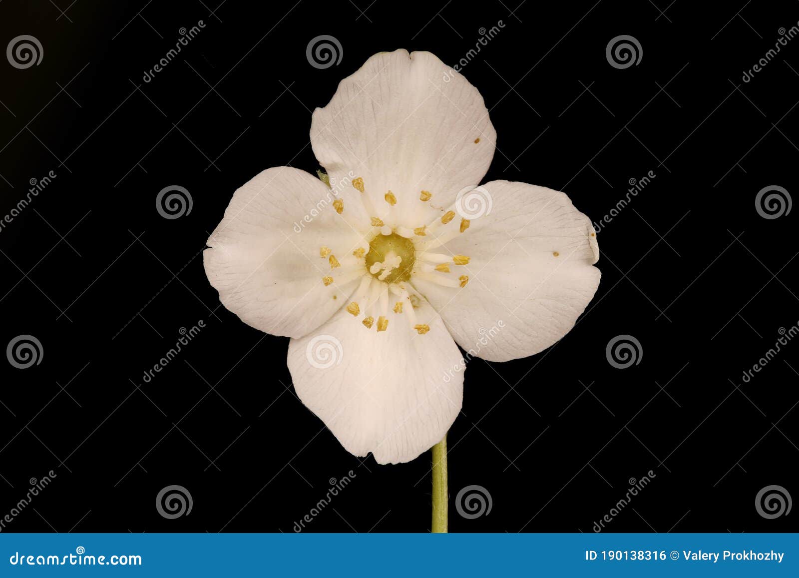 冠带小橘 花特写库存照片 图片包括有玻色子 例证 重点 视图 赌注 本质 堆积 科学
