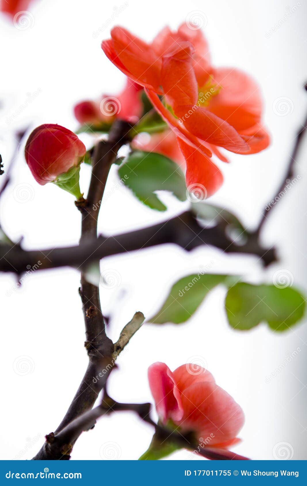 冬、春、粉、长寿梅、梅库存图片. 图片包括有开花, 醉汉, 开花的, 欢乐, 新建, 春天, 汉语- 177011755