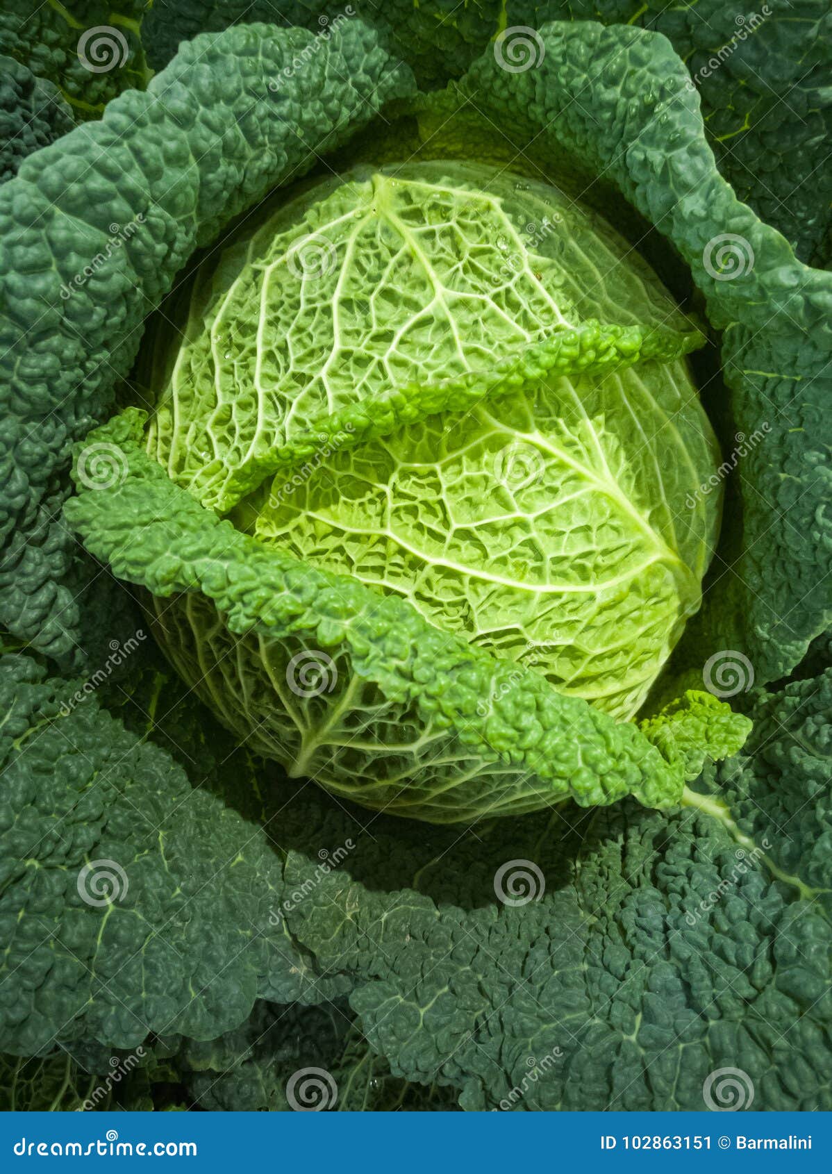 冬天绿色健康菜 新鲜的皱叶甘蓝 新的收获库存图片 图片包括有 冬天绿色健康菜 新鲜的皱叶甘蓝 新的收获库存图片 图片包括有