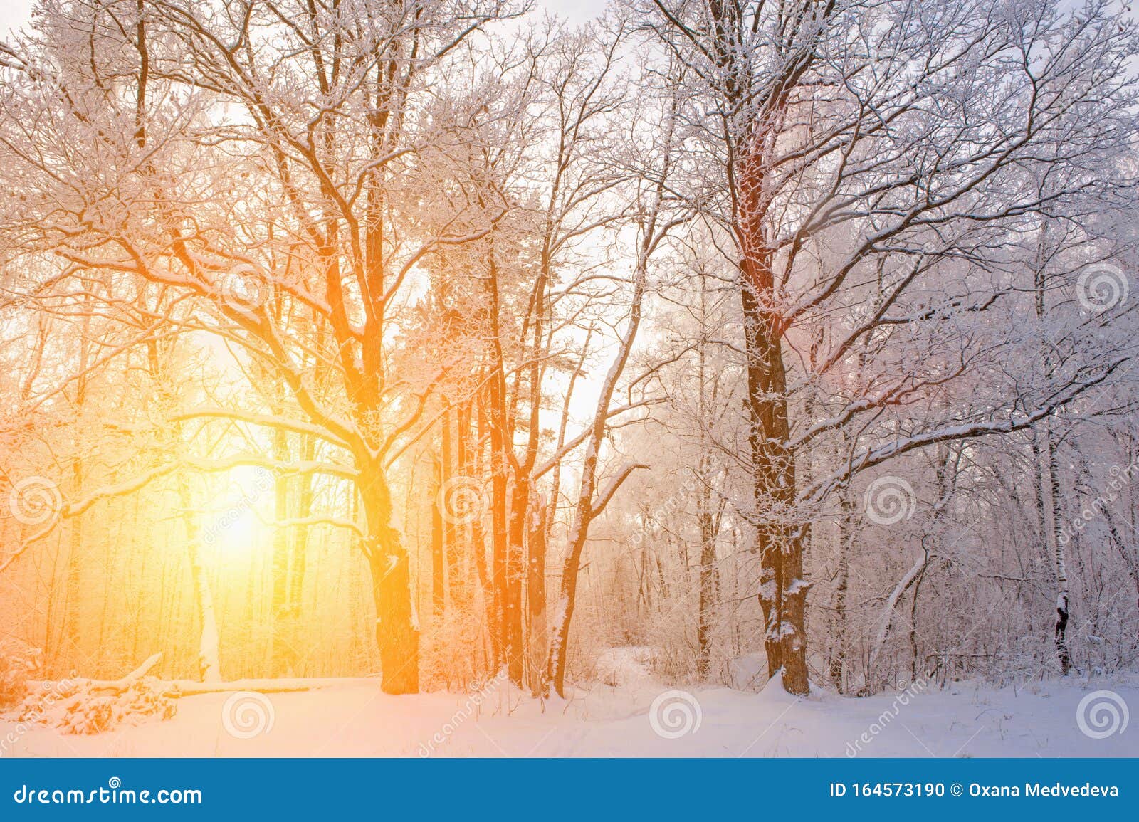 冬季圣诞风景如画的背景雪景 树林覆雪 户外库存照片 图片包括有 冬季圣诞风景如画的背景雪景 树林覆雪 户外库存照片 图片包括有