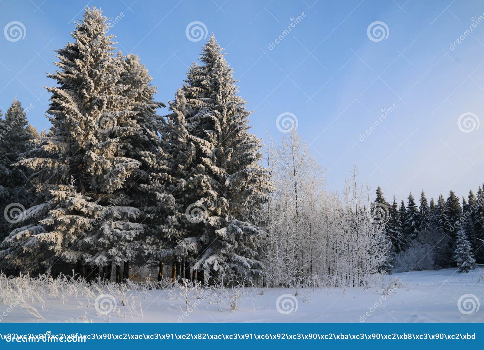 冬季景观雪覆盖的针叶树库存照片 图片包括有灌木 具球果 横向 冬天 包括 陆运 森林
