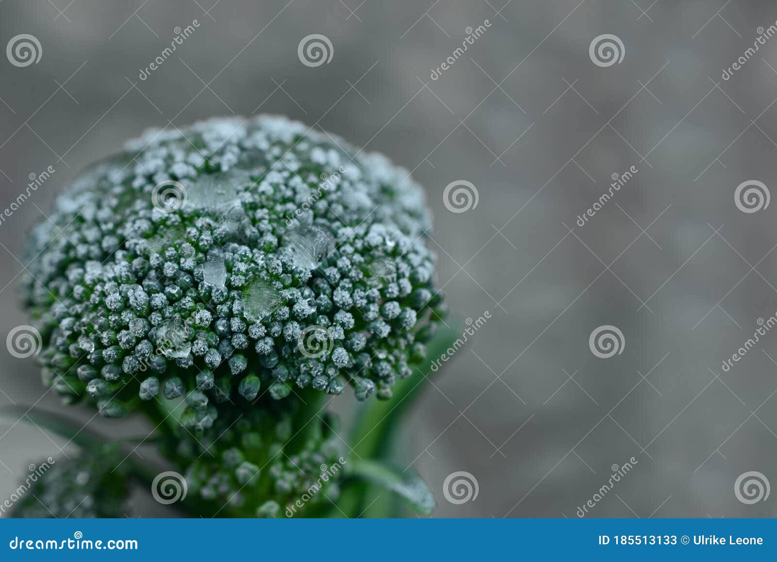 冬季灰色背景青花菜冻芽与小冰的特写库存图片 图片包括有圆白菜 水平 冻结 纤维 自然 灰色 冬季灰色背景青花菜冻芽与小冰的特写库存图片 图片包括有圆白菜 水平 冻结 纤维 自然 灰色