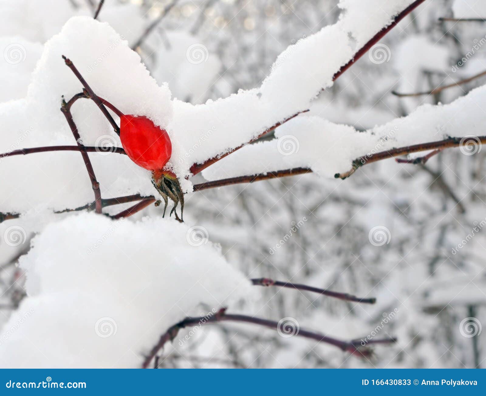冬季背景雪地下的土龙库存图片 图片包括有照亮 发狂 随风飘飞的雪 虚拟 颜色 上升了 冬季背景雪地下的土龙库存图片 图片包括有照亮 发狂 随风飘飞的雪 虚拟 颜色 上升了