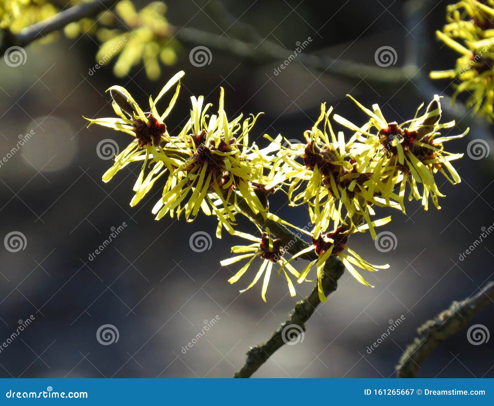 冬季花园中的黄榛花库存图片 图片包括有枝杈 花瓣 工厂 季节 玻色子 宏指令 增长