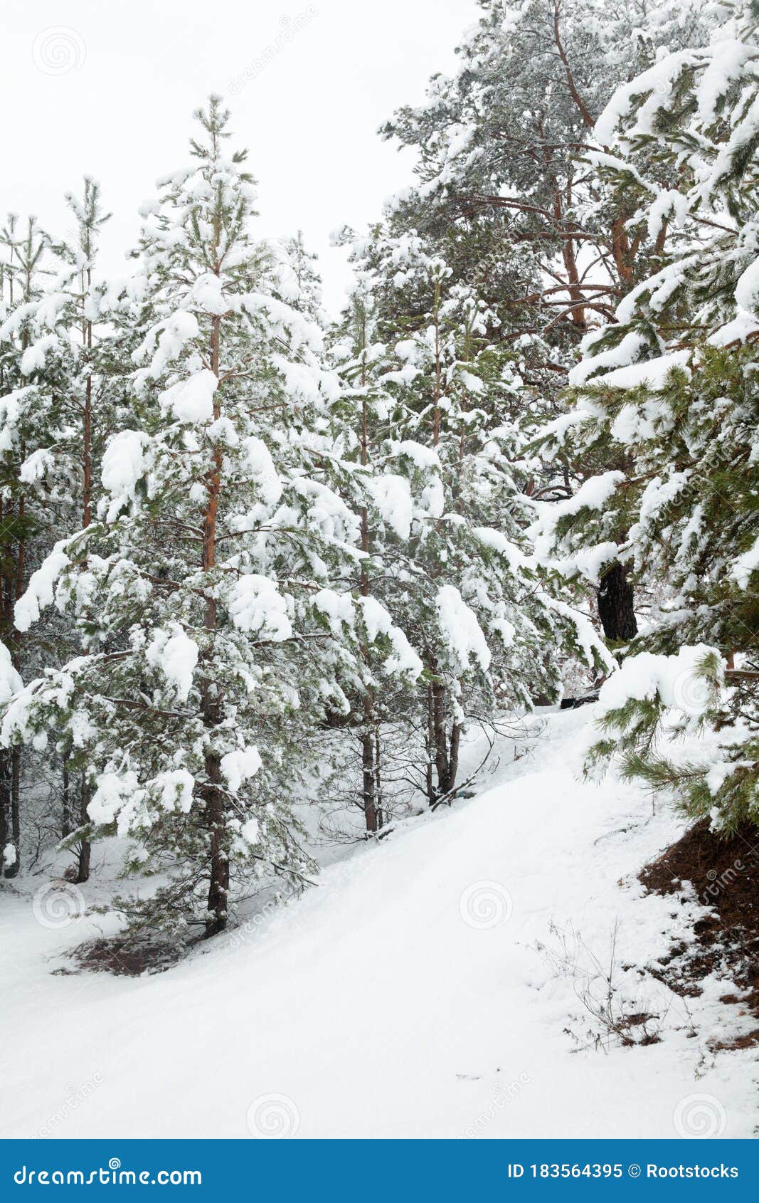 冬季针叶林库存图片 图片包括有特写镜头 草本 针叶树 庭院 背包 具球果 圣诞节 倾斜