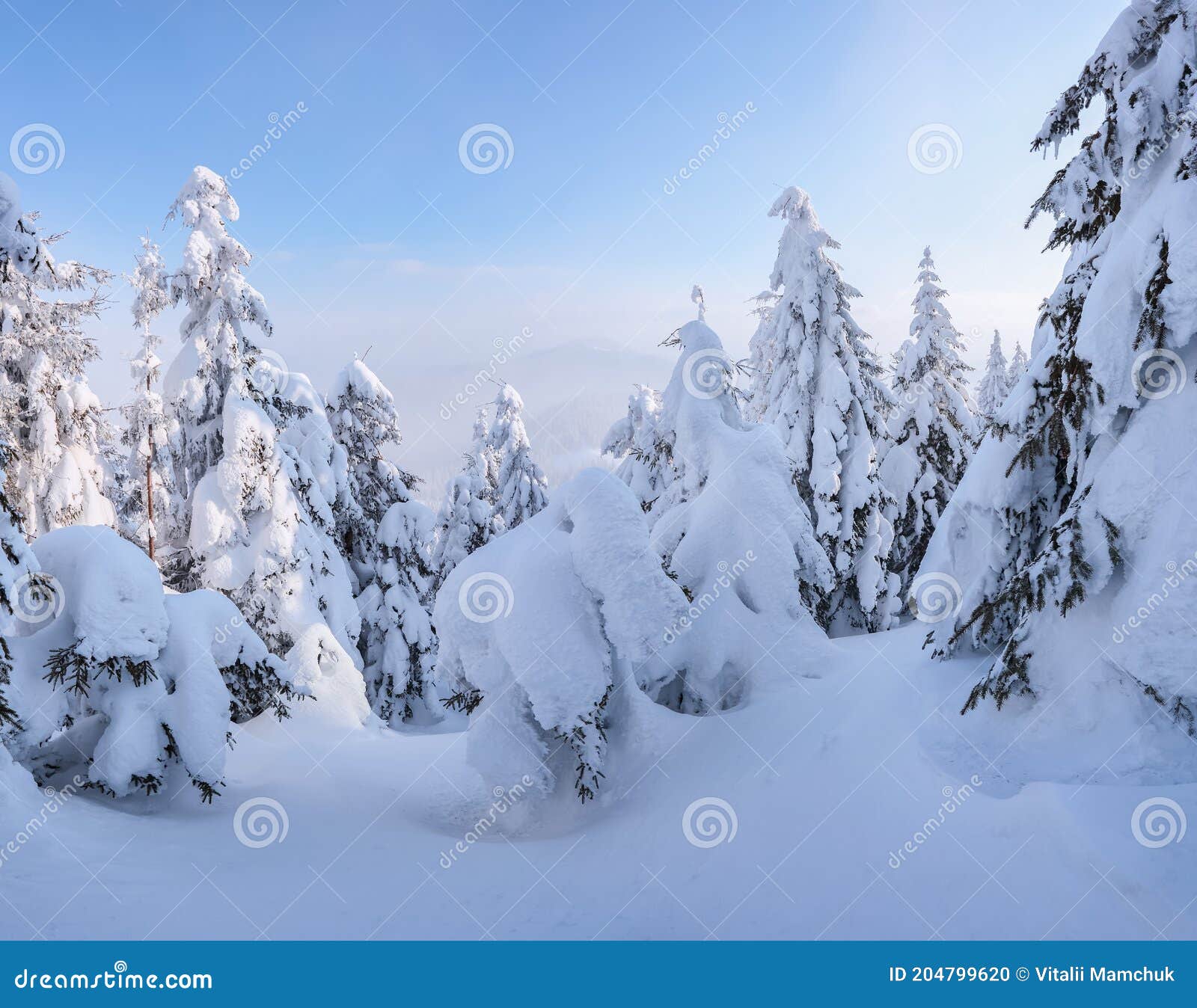冬日风景 雪地里的云杉 高山 草坪和森林 雪背景 自然景观 库存照片 图片包括有草甸 节假日 冬日风景 雪地里的云杉 高山 草坪和森林 雪背景 自然景观 库存照片 图片包括有草甸 节假日
