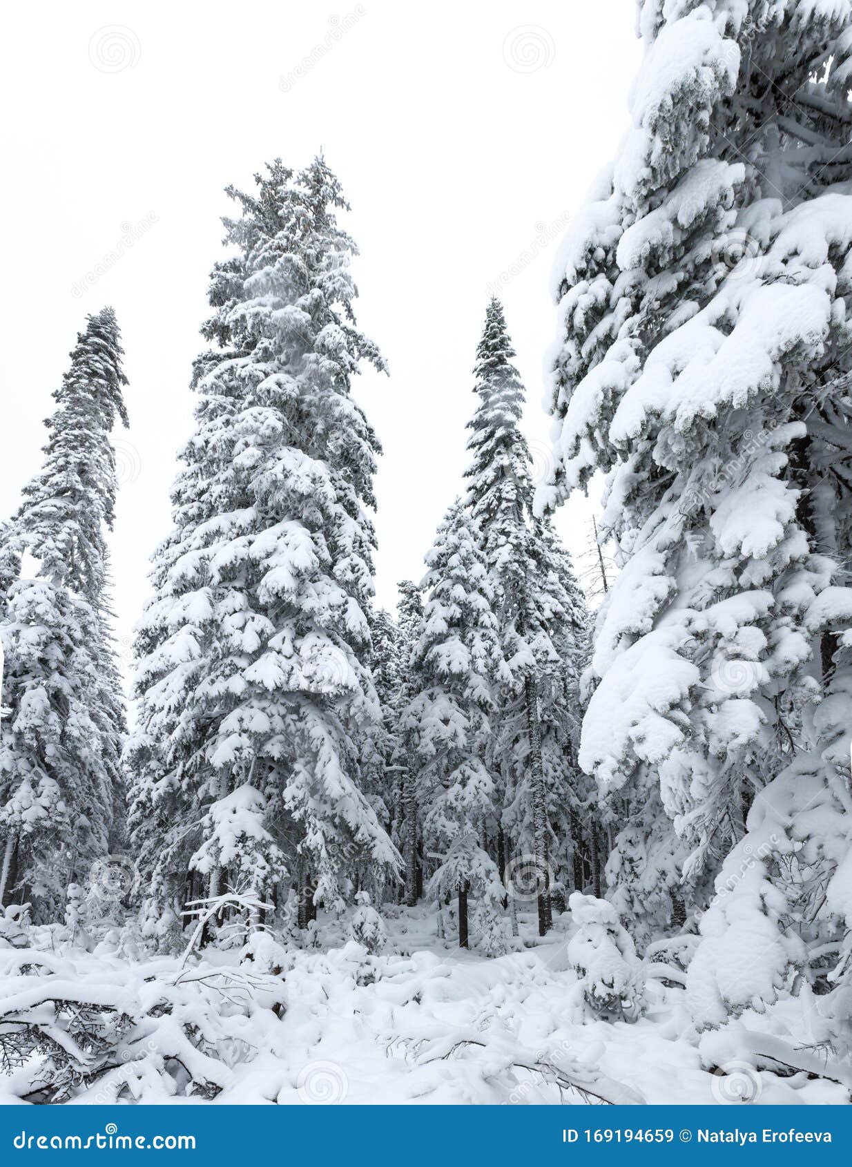冬林雪姬针叶树顶俄罗斯西伯利亚的美丽天性冬季太贺林雪霜库存图片 图片包括有北部 新西伯利亚