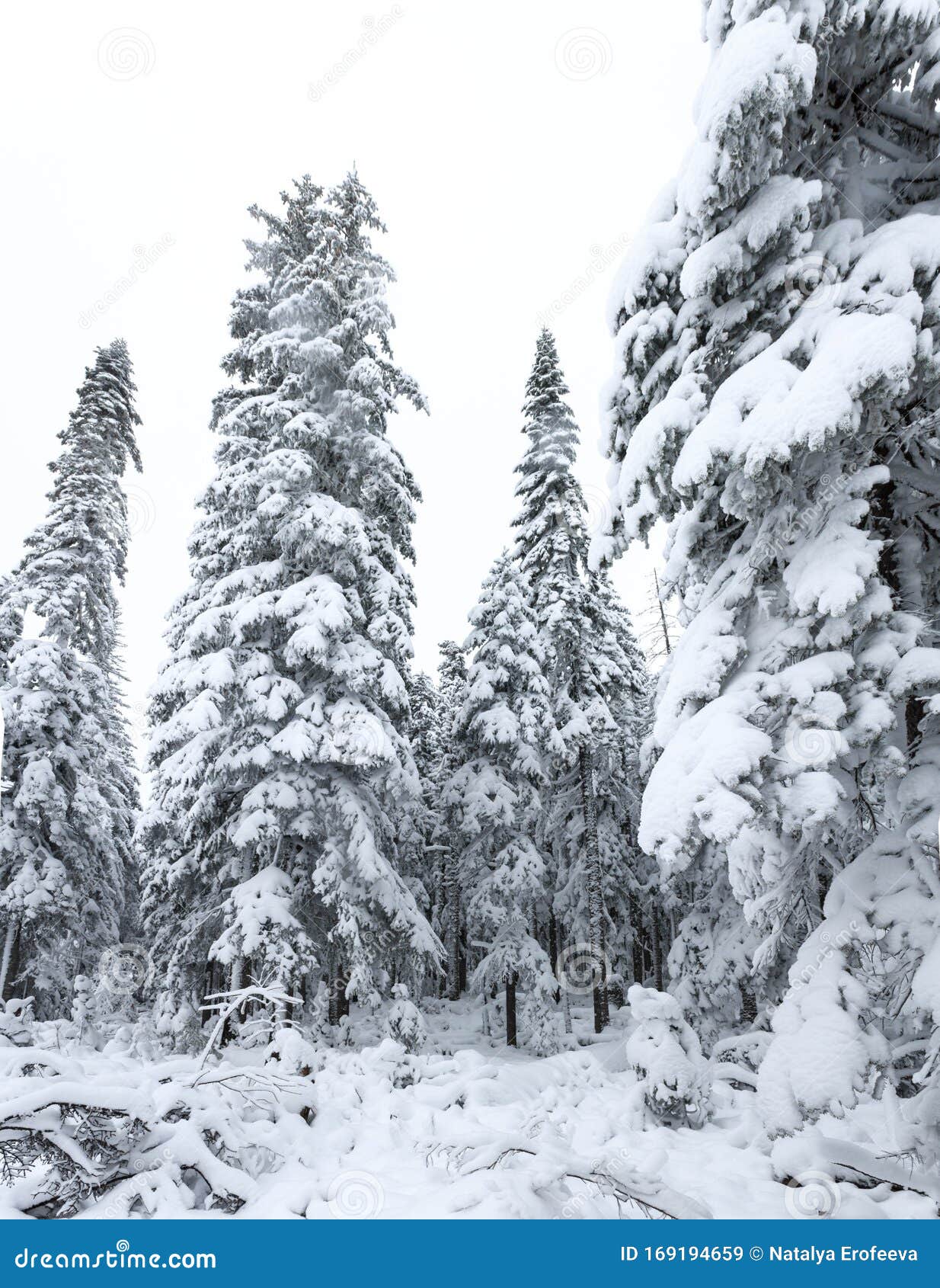 冬林雪姬针叶树顶俄罗斯西伯利亚的美丽天性冬季太贺林雪霜库存图片 图片包括有北部 新西伯利亚 冬林雪姬针叶树顶俄罗斯西伯利亚的美丽天性冬季太贺林雪霜库存图片 图片包括有北部 新西伯利亚