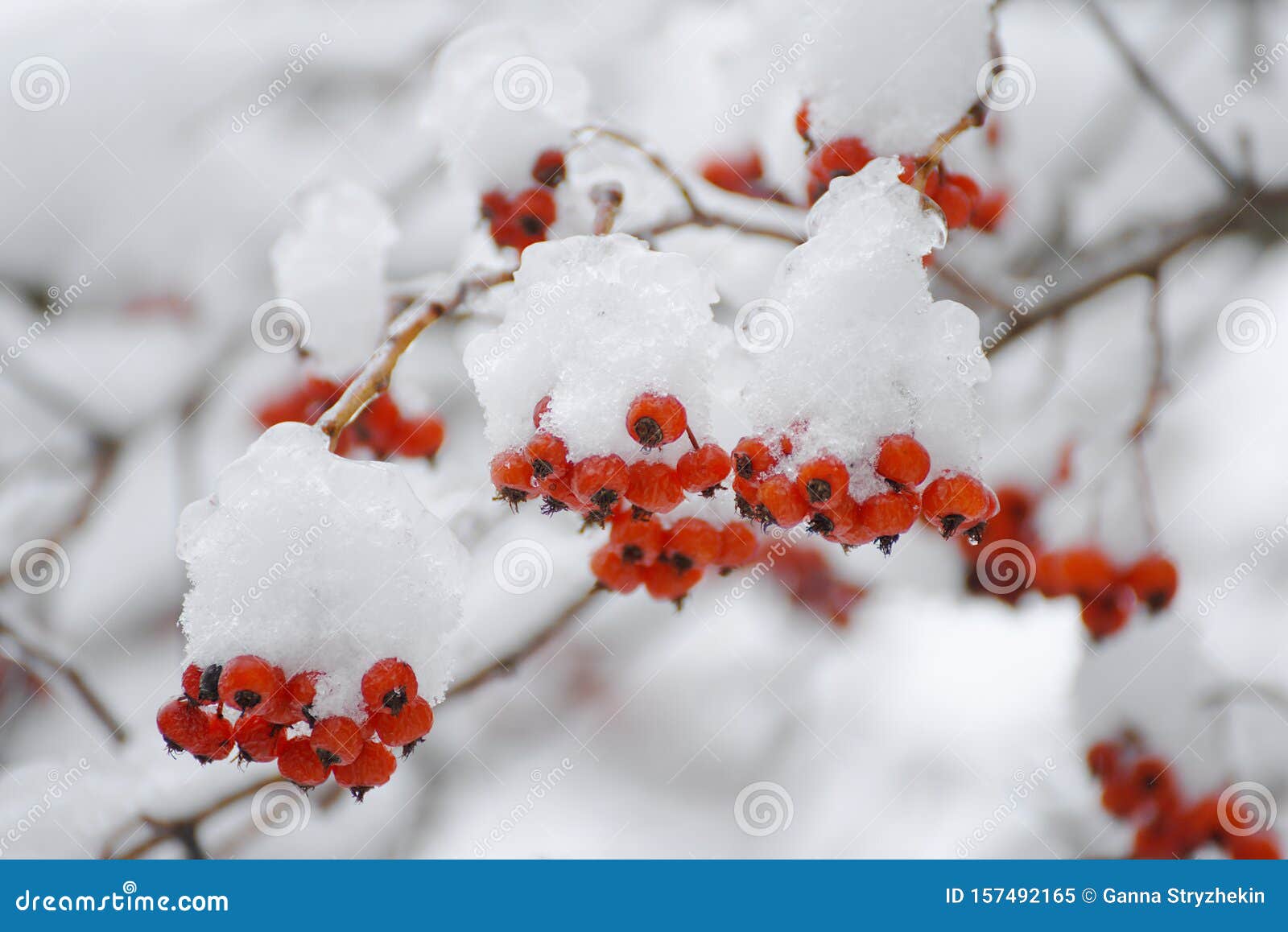 冬花园枝条上雪中成堆的红蔷薇库存图片 图片包括有被证章的 工厂 增长 结构树 冷却 冷淡