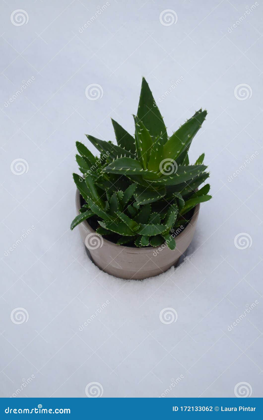 冬雪外金齿芦荟盆栽多汁家植库存照片 图片包括有本质 阿尔马 多汁 绿色 冬天 室内植物