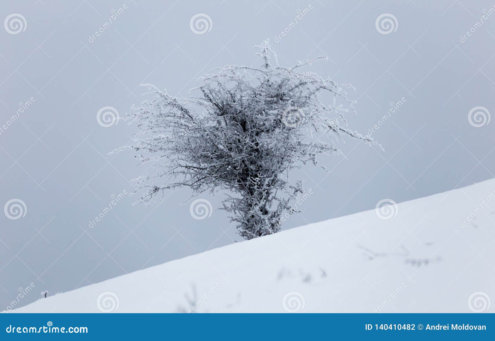 冻植物在罗马尼亚的山的一寒冷冬天天期间库存照片 图片包括有冻植物在罗马尼亚的山的一寒冷冬天天期间