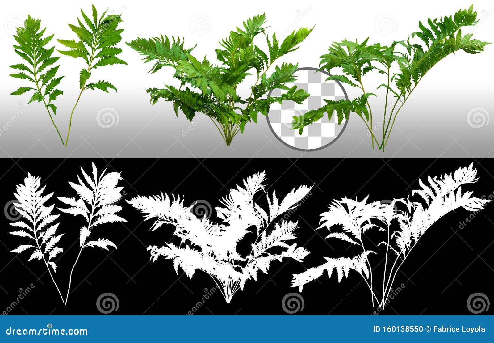 切掉蕨类植物装饰花园植物库存照片 图片包括有森林 本质 植被 木头 夏天 查出 套期交易 切掉蕨类植物装饰花园植物库存照片 图片包括有森林 本质 植被 木头 夏天 查出 套期交易