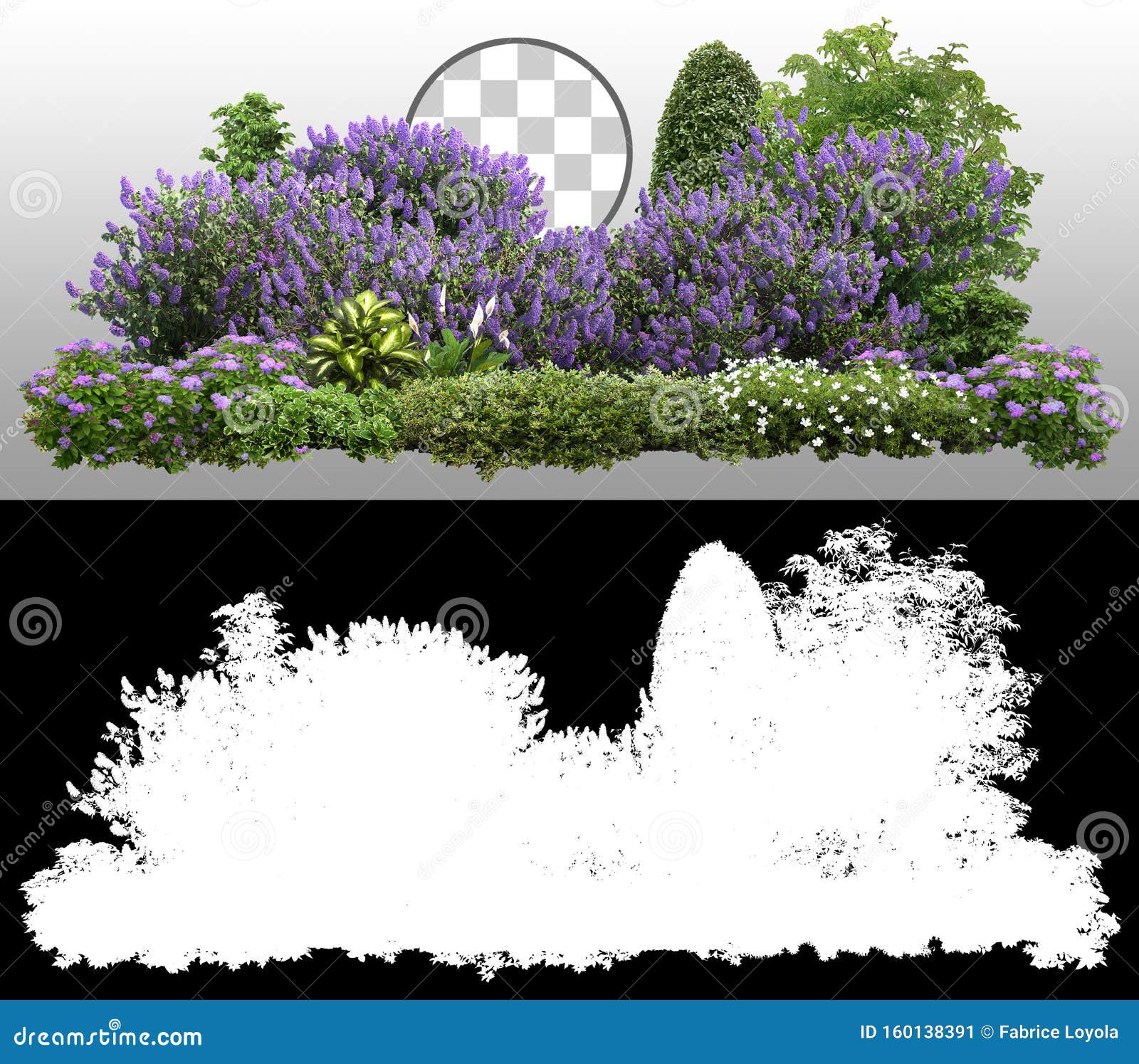 利拉克树篱植物和花库存图片 图片包括有本质 丁香 绽放 春天 套期交易 剪报 保险开关