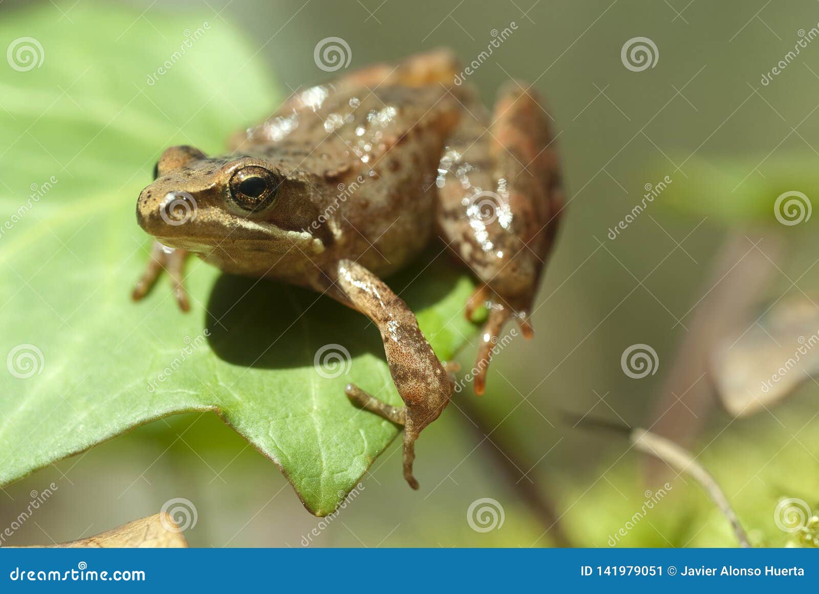 利比亚青蛙蛙属iberica腿长的青蛙库存图片 图片包括有利比亚青蛙蛙属iberica腿长的青蛙