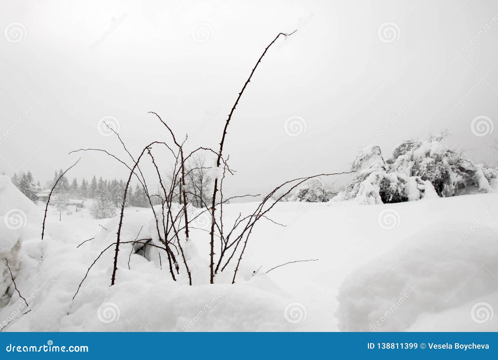 刺在雪冬天 雪原 与植物的寒冷冬天风景分支库存图片 图片包括有