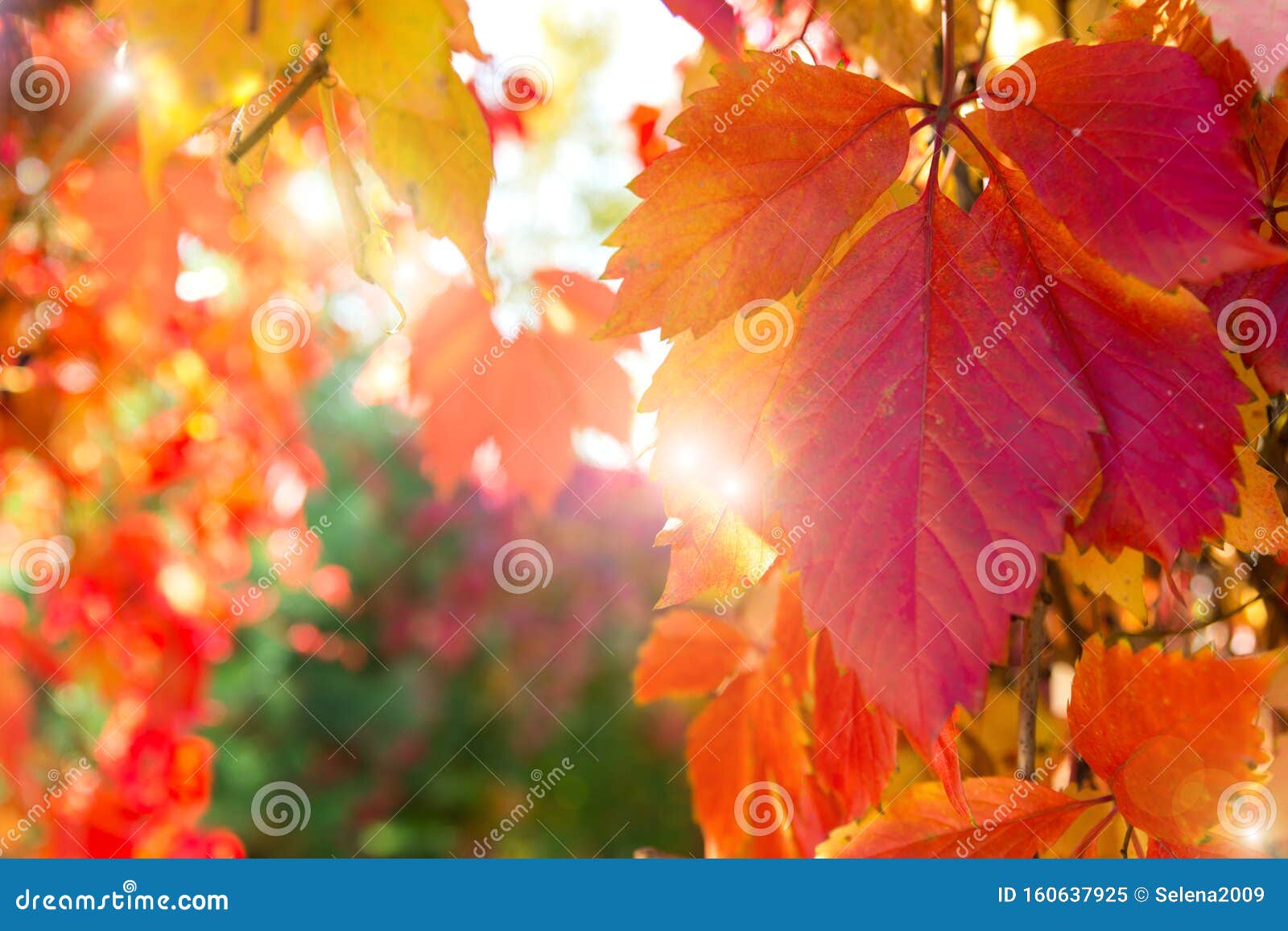 前景中的秋黄 红叶和背景中的波克和太阳光库存图片 图片包括有金子 背包 公园 自治权 红色