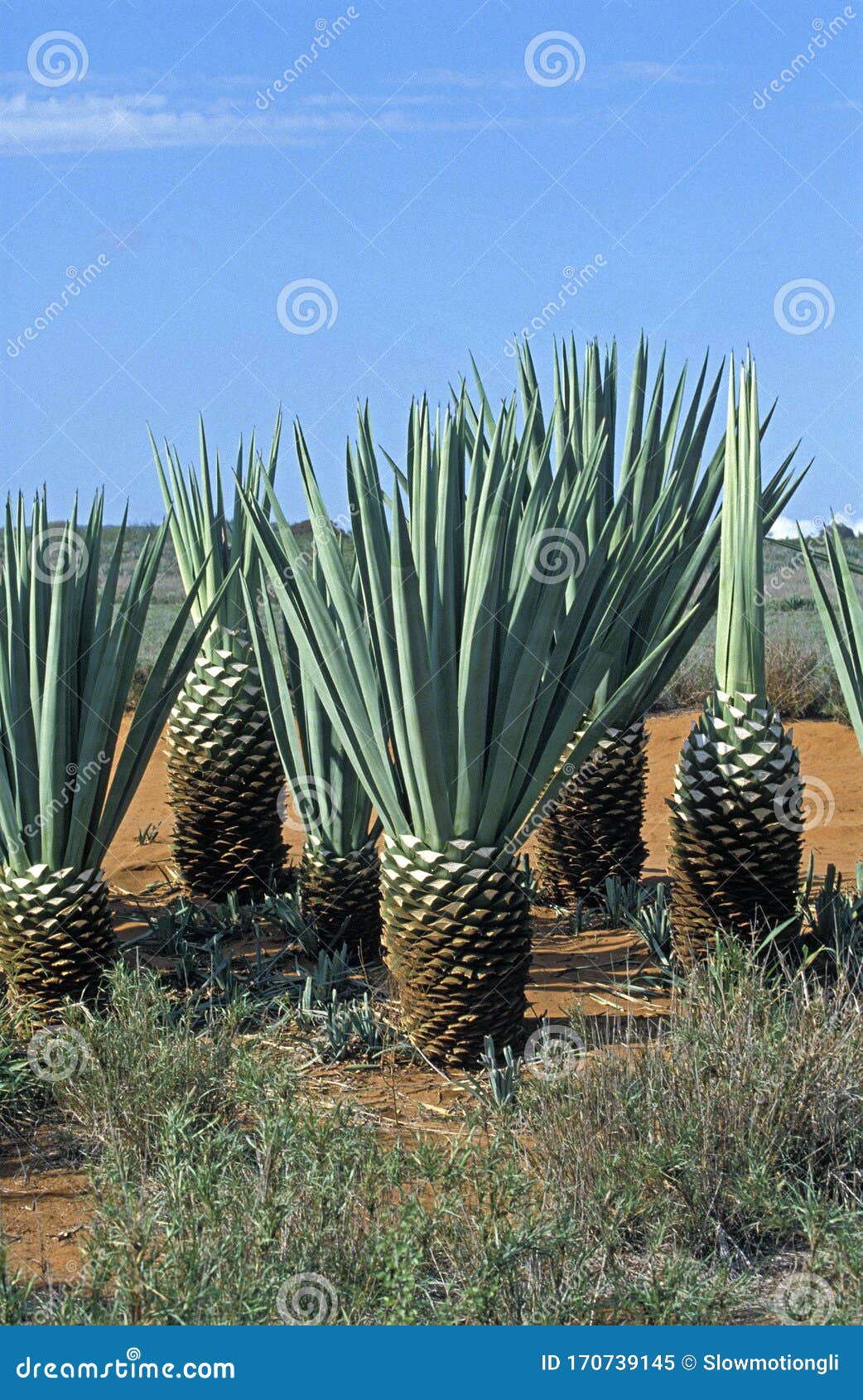 Sisal Agave Sisalana 库存图片 图片包括有问题的 马达加斯加 室外 耕种 Sisal Agave Sisalana 库存图片 图片包括有问题的 马达加斯加 室外 耕种