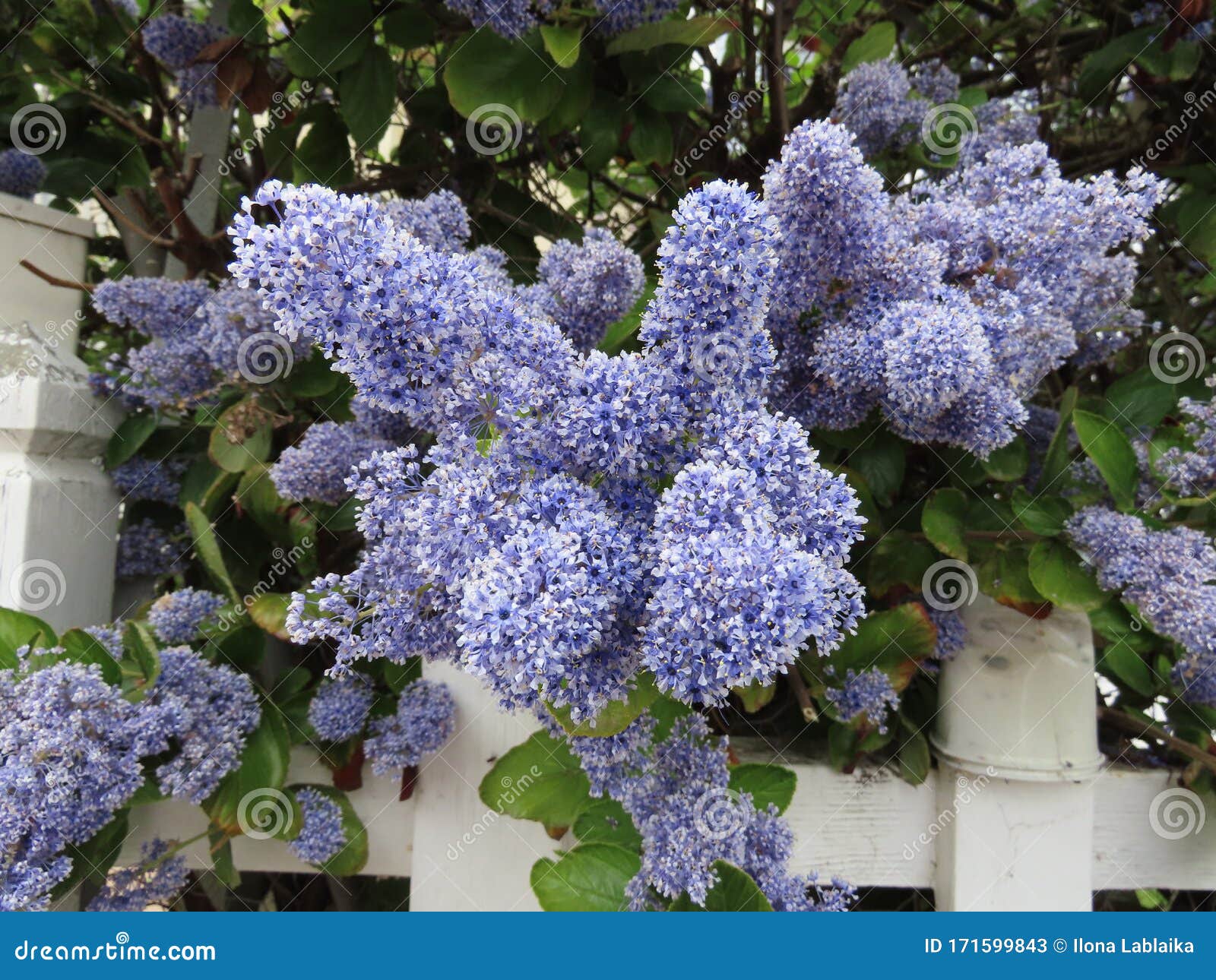 加州紫丁香花库存图片 图片包括有加州紫丁香花