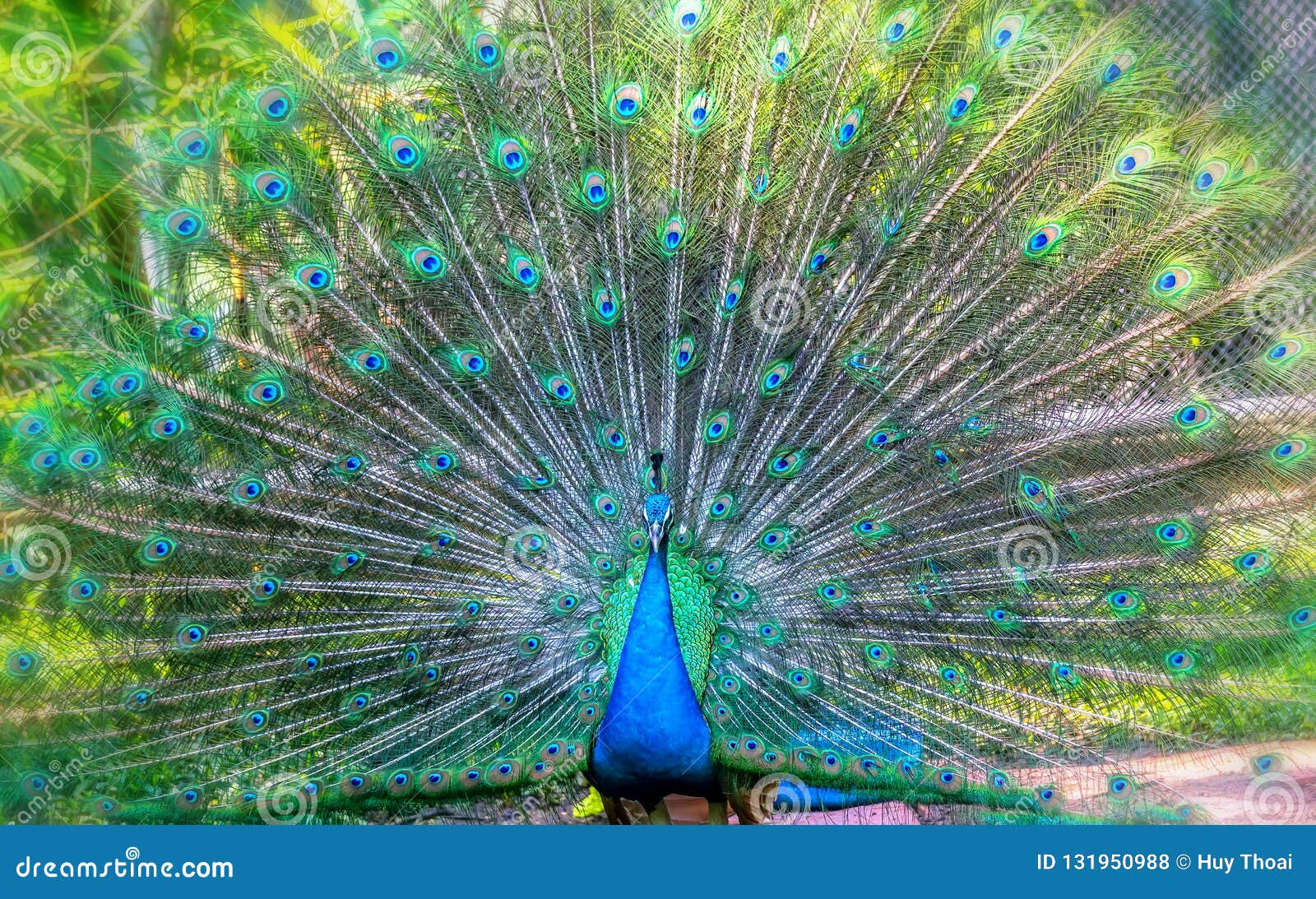 动物园孔雀羽毛的画像库存照片 图片包括有 动物园孔雀羽毛的画像库存照片 图片包括有