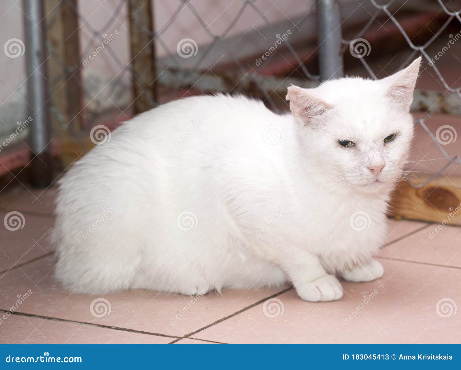 动物庇护所里的白猫库存图片 图片包括有动物庇护所里的白猫