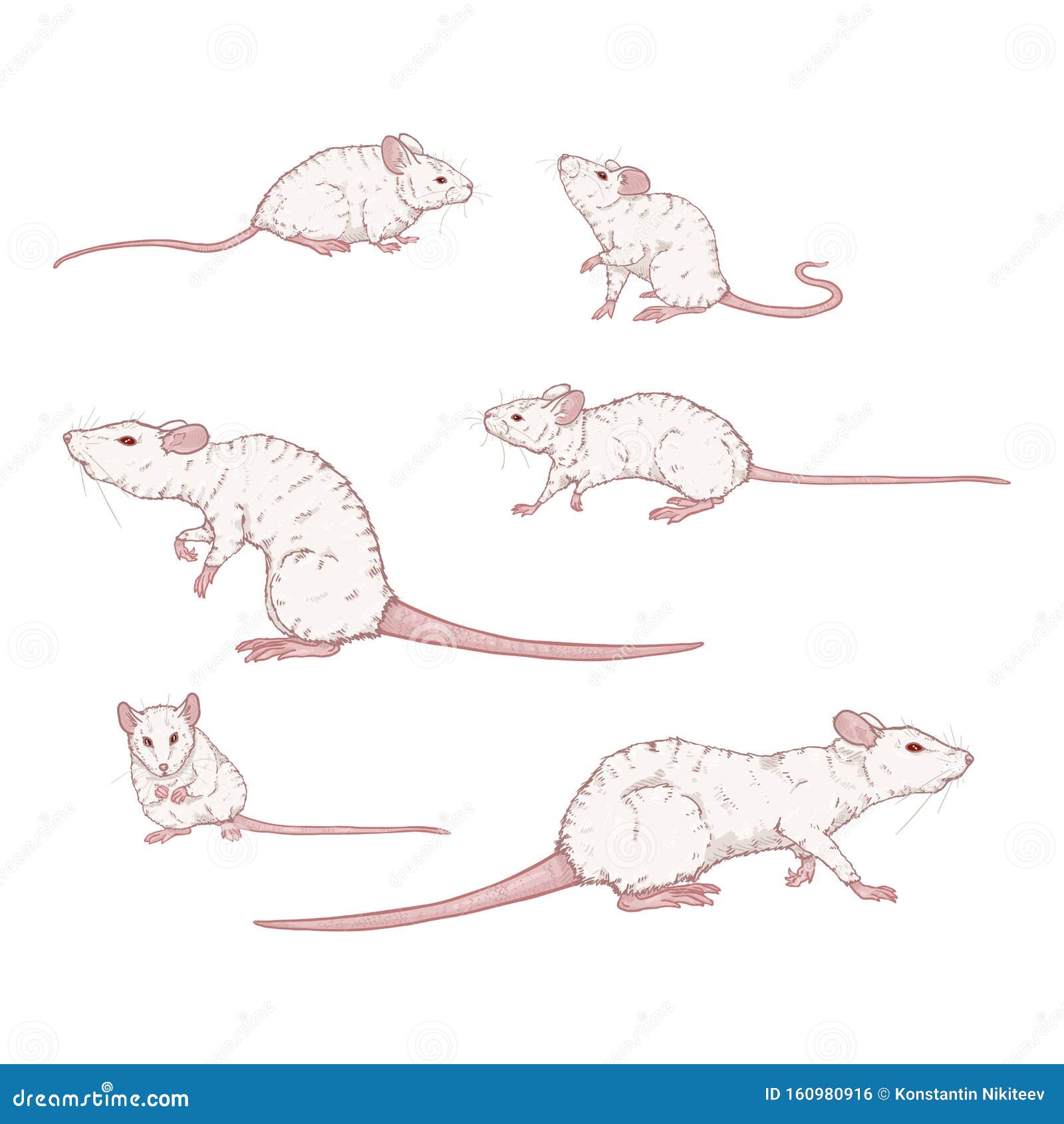 动画白鼠和鼠的矢量集向量例证 插画包括有鼠标 敌意 颜色 种类 哺乳动物 漫画 逗人喜爱 动画白鼠和鼠的矢量集向量例证 插画包括有鼠标 敌意 颜色 种类 哺乳动物 漫画 逗人喜爱