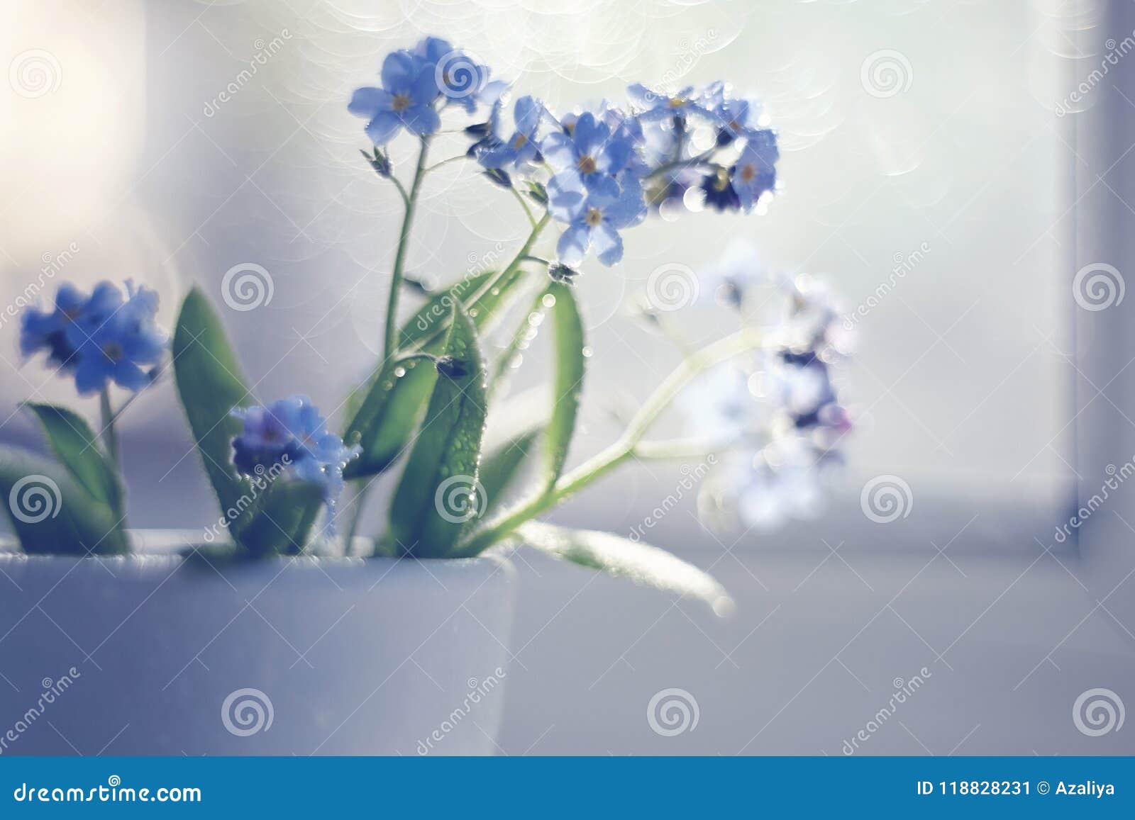 勿忘草和bokeh 库存图片 图片包括有勿忘草和bokeh 111 勿忘草和bokeh 库存图片 图片包括有勿忘草和bokeh 111