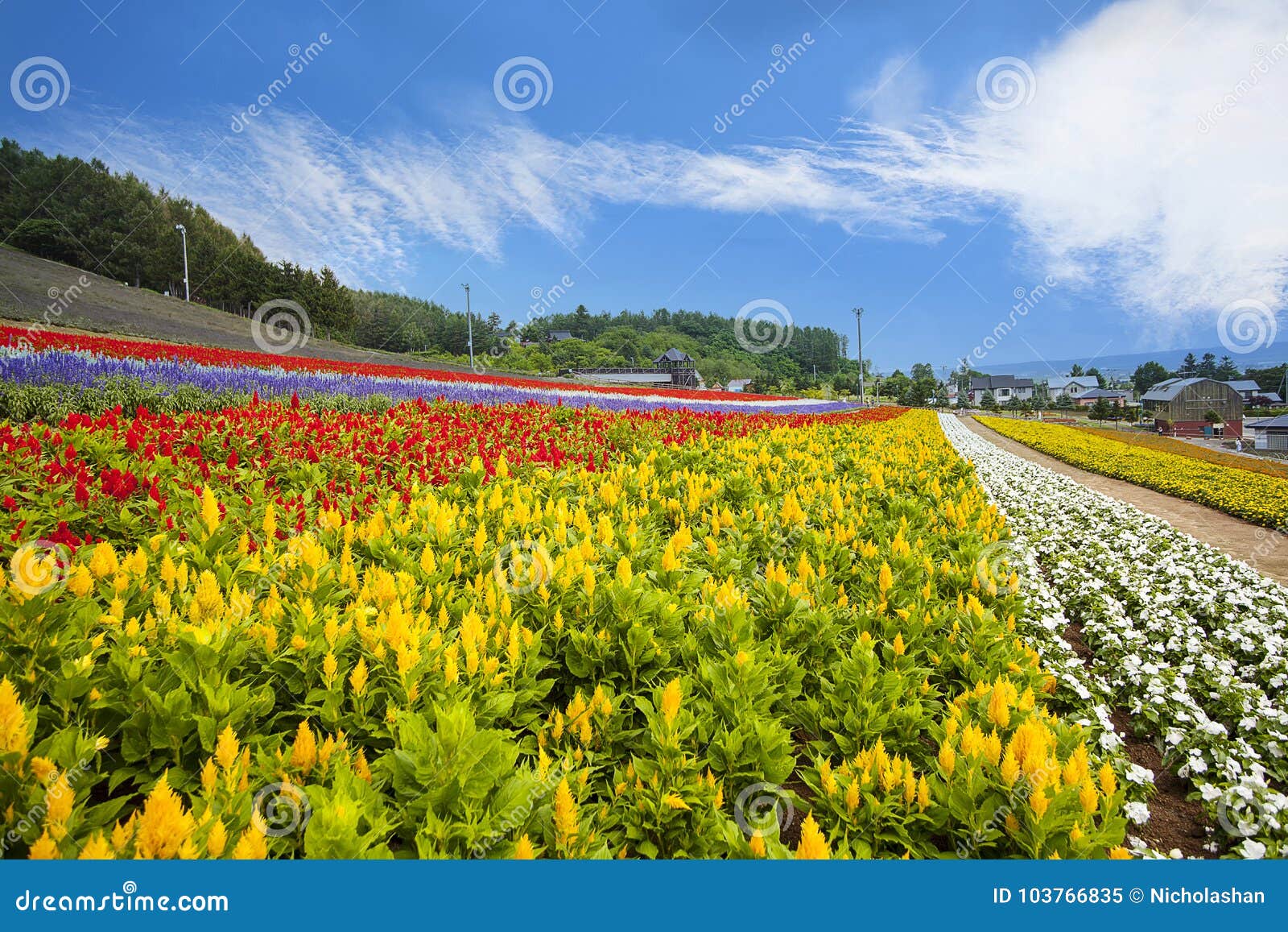北海道海领域 日本 美丽的花在夏天其中每一朵库存图片 图片包括有五颜六色 全景 问题的 北海道