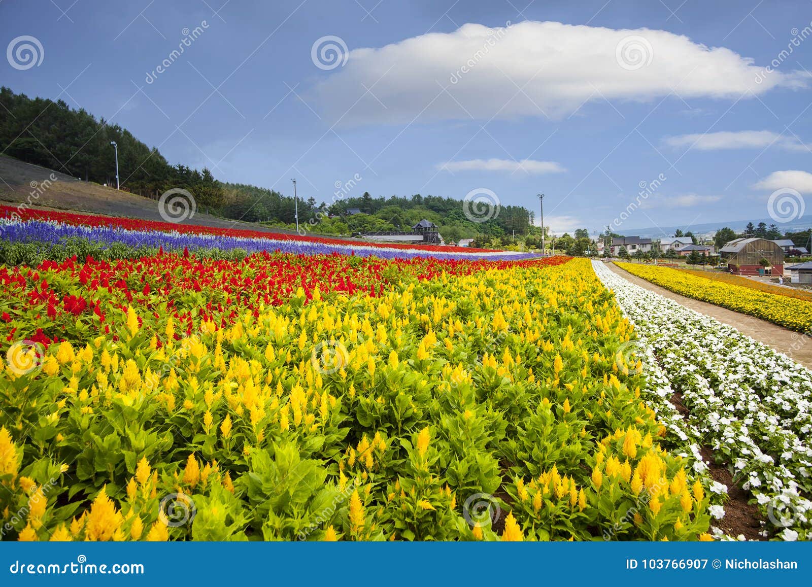 北海道海领域 日本 美丽的花在夏天其中每一朵库存图片 图片包括有北海道海领域 日本 美丽的花在夏天其中每一朵