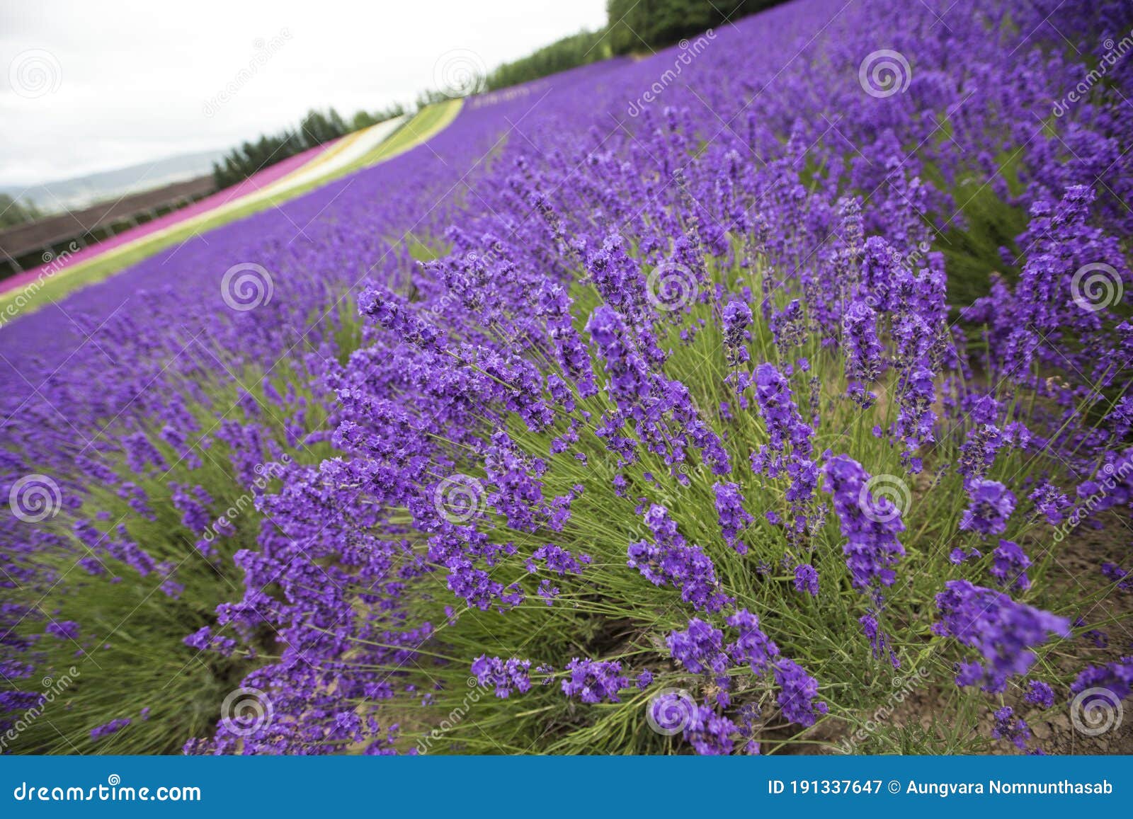 北海道薰衣草田夏季薰衣草花盛开的特写库存图片 图片包括有横向 绽放 香水 绿色 草甸 工厂 北海道薰衣草田夏季薰衣草花盛开的特写库存图片 图片包括有横向 绽放 香水 绿色 草甸 工厂