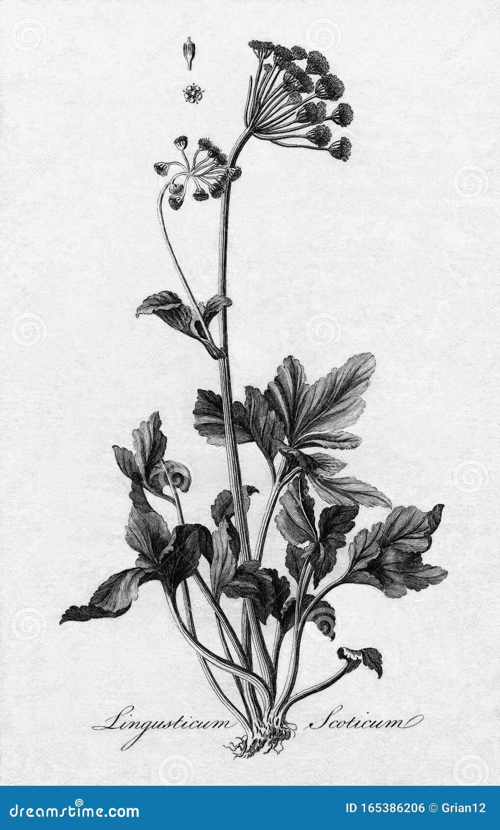 十八世纪植物插图库存例证 插画包括有获得 板刻 栖所 雕工 信号旗 摩西 解决方法 165386206