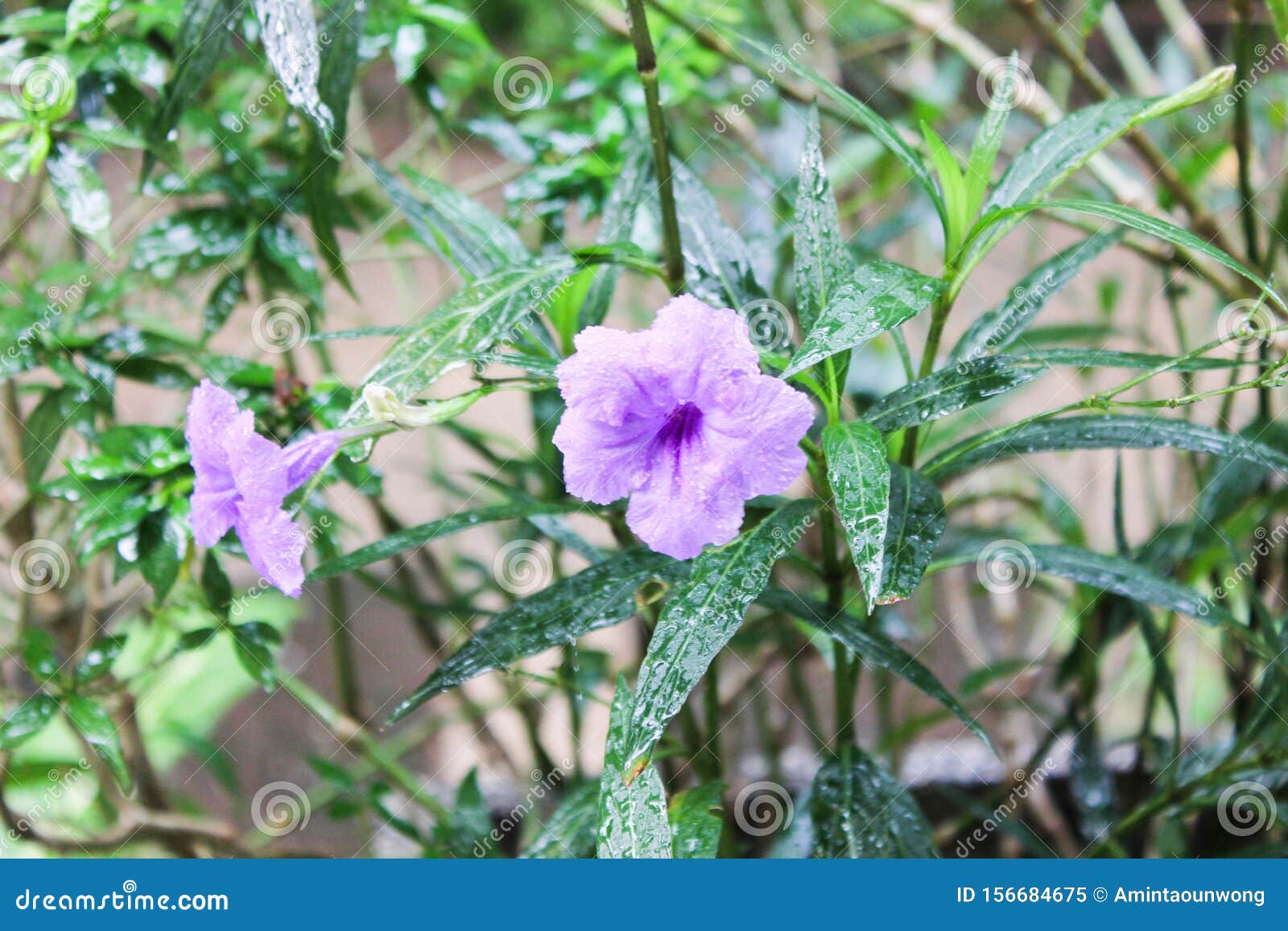 半夏花库存图片 图片包括有森林 花瓣 花卉 下落 多数 五颜六色 肢体 庭院 叶子 半夏花库存图片 图片包括有森林 花瓣 花卉 下落 多数 五颜六色 肢体 庭院 叶子