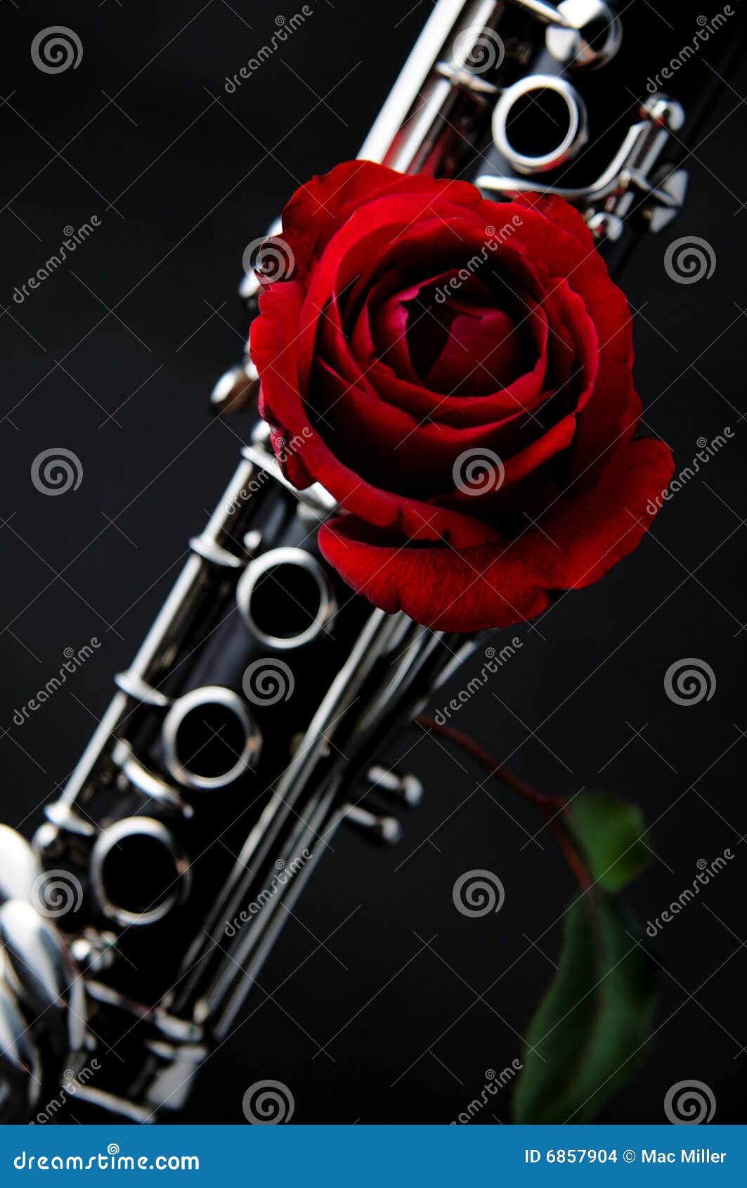 Цветок кларнет. Rose Clarinet. Кларнет цветы. Кларнет с цветами. Кларнет в розах.