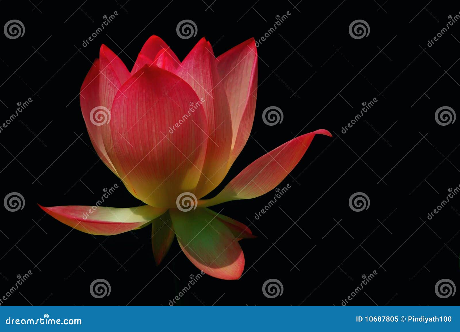 占卦莲花库存图片 图片包括有平安 五颜六色 神圣 可爱 禅宗 花瓣 典雅 墙纸 背包徒步旅行者