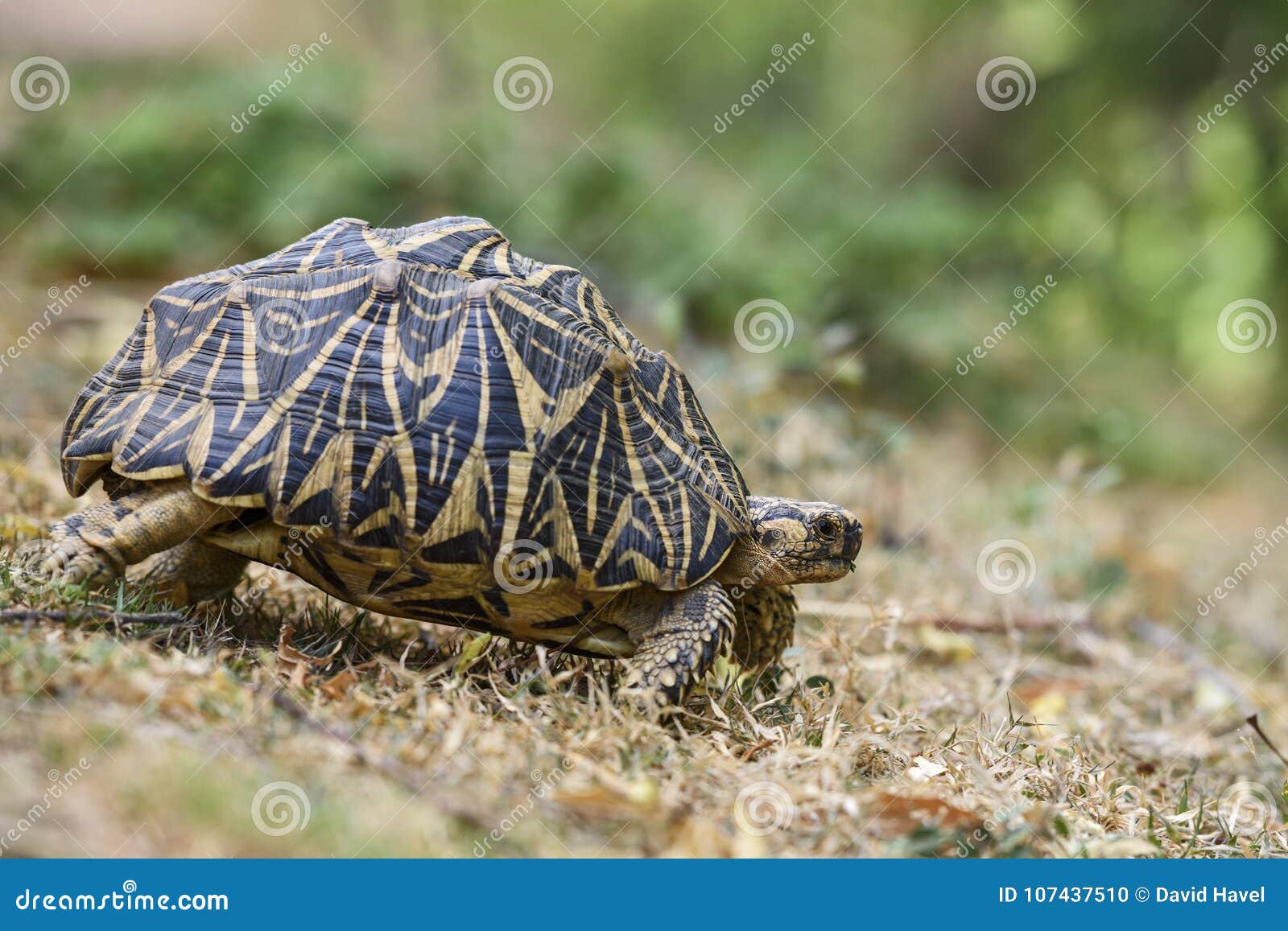 印地安星草龟 陡壁峡口蛇头草属elegans 斯里兰卡库存照片 图片包括有陡壁峡口蛇头草属elegans 斯里兰卡 印地安星草龟
