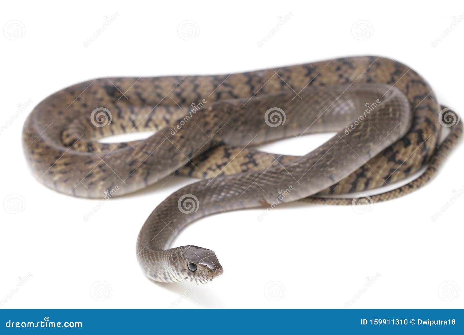 印度白鼠蛇 一种常见于苏特地区的皱纹蛇库存照片 图片包括有印度白鼠蛇 一种常见于苏特地区的皱纹蛇