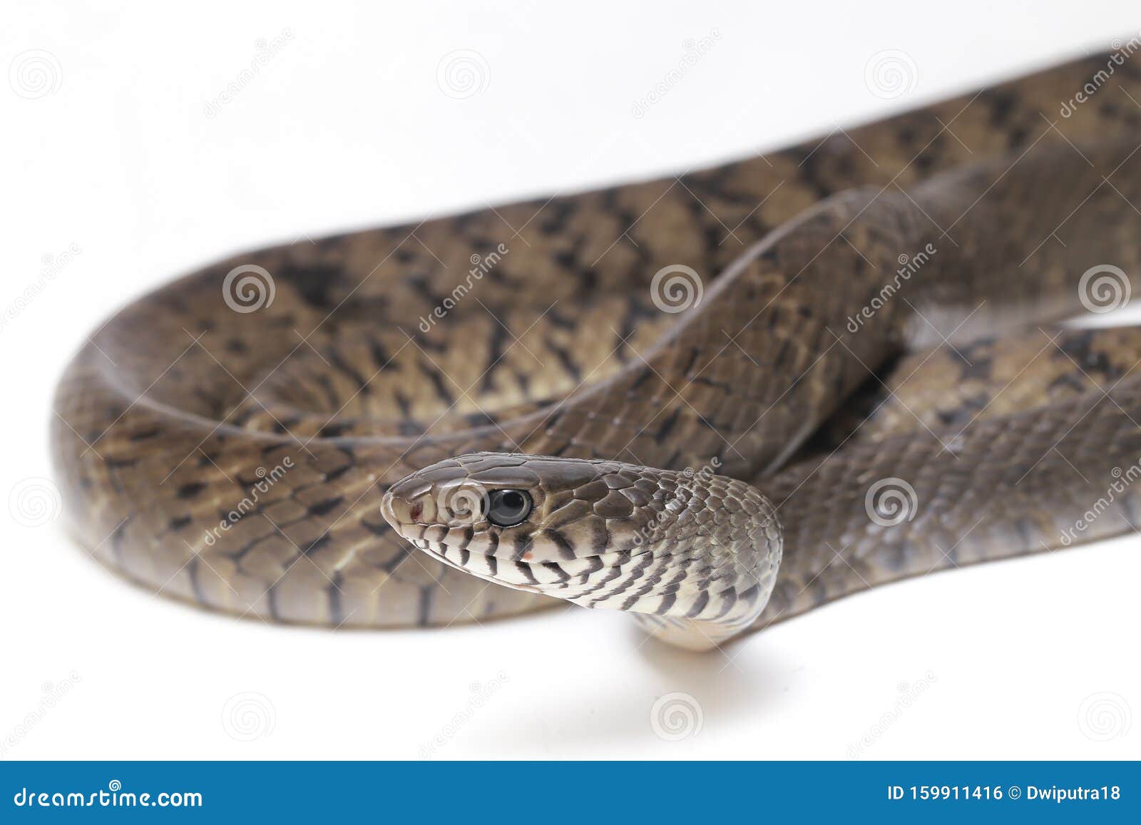 印度白鼠蛇 一种常见于苏特地区的皱纹蛇库存照片 图片包括有印度白鼠蛇 一种常见于苏特地区的皱纹蛇