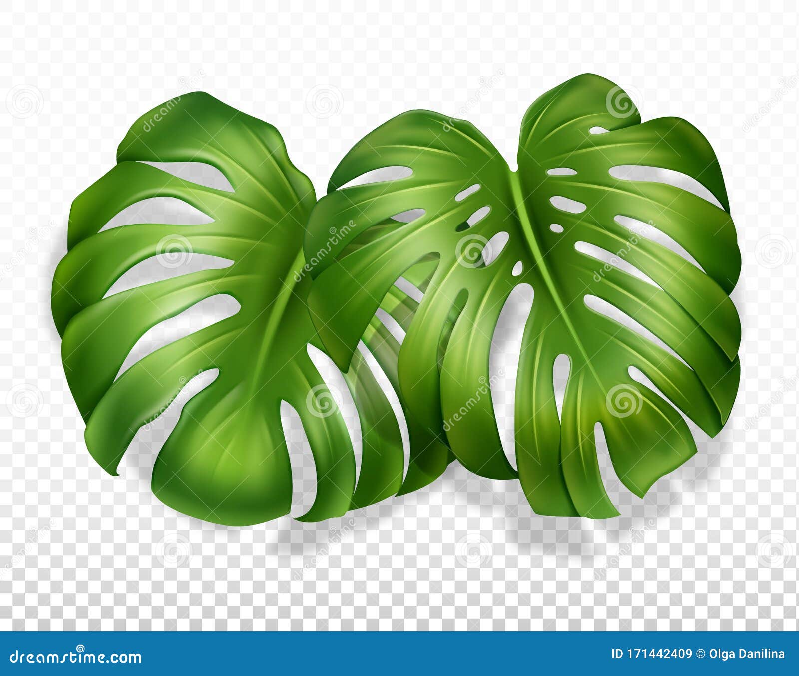 双叶龙向量例证 插画包括有异乎寻常 植物群 生活 重婚 装饰 照亮 玻色子 密林 双叶龙向量例证 插画包括有异乎寻常 植物群 生活 重婚 装饰 照亮 玻色子 密林