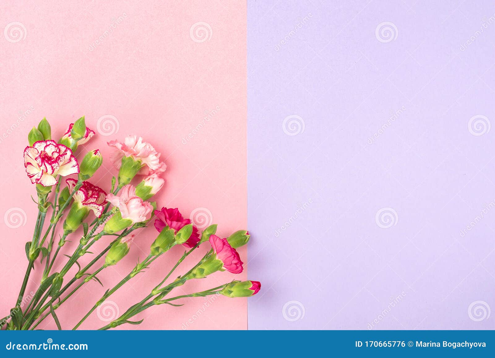 双色背景中的不同粉色康乃馨花束库存照片 图片包括有存在 空间 卖花人 花束 平面 场合 双色背景中的不同粉色康乃馨花束库存照片 图片包括有存在 空间 卖花人 花束 平面 场合