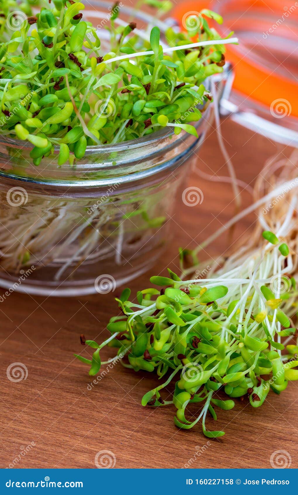 发芽鲜生苜蓿芽健康饮食特写库存照片 图片包括有叶子 生长 解毒 食物 饮食 本质 发芽鲜生苜蓿芽健康饮食特写库存照片 图片包括有叶子 生长 解毒 食物 饮食 本质