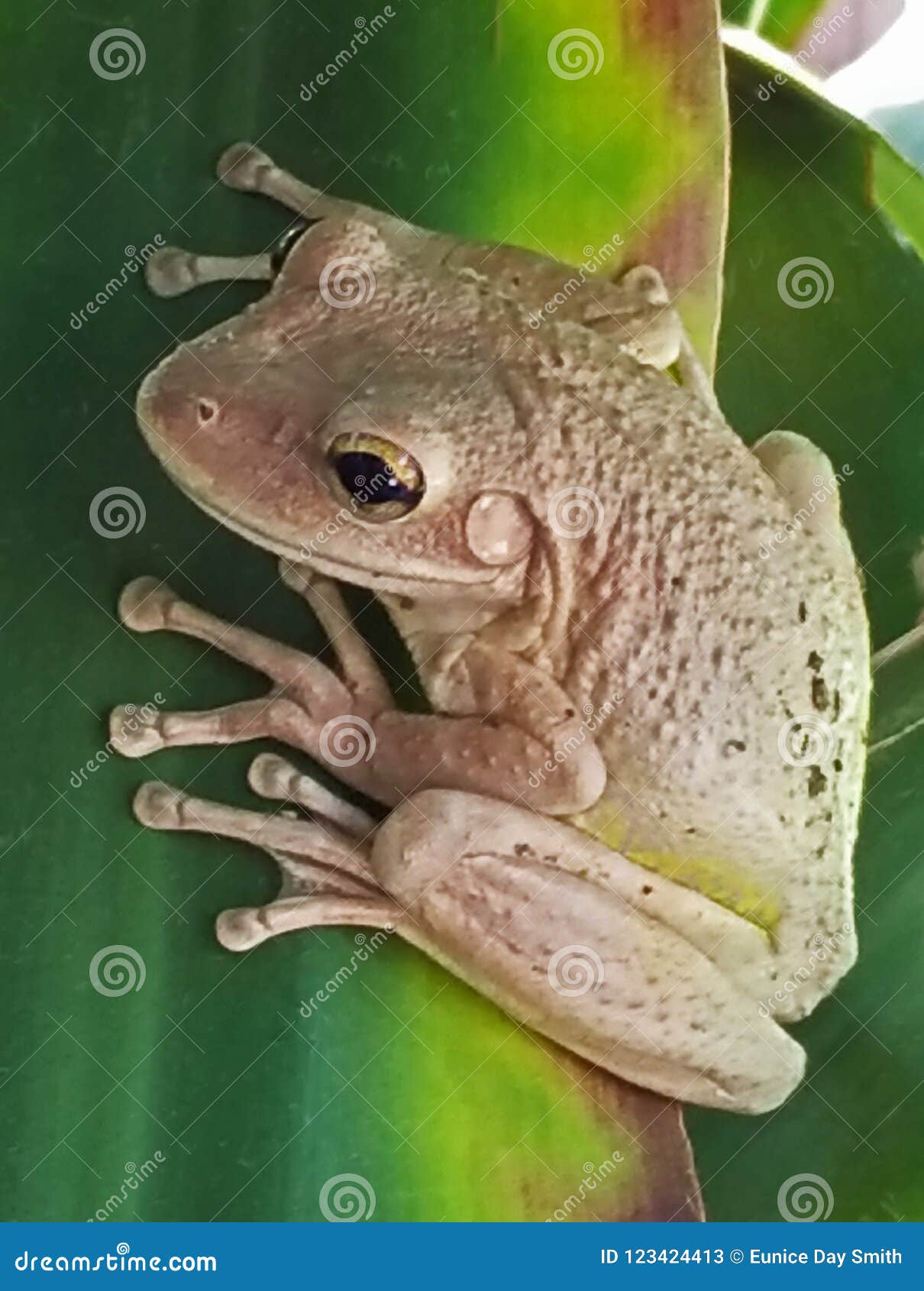 古巴青蛙，热带青蛙母青蛙在叶子的青蛙库存图片. 图片包括有感激的, 女性, 绿色, 叶子, 古巴人- 123424413