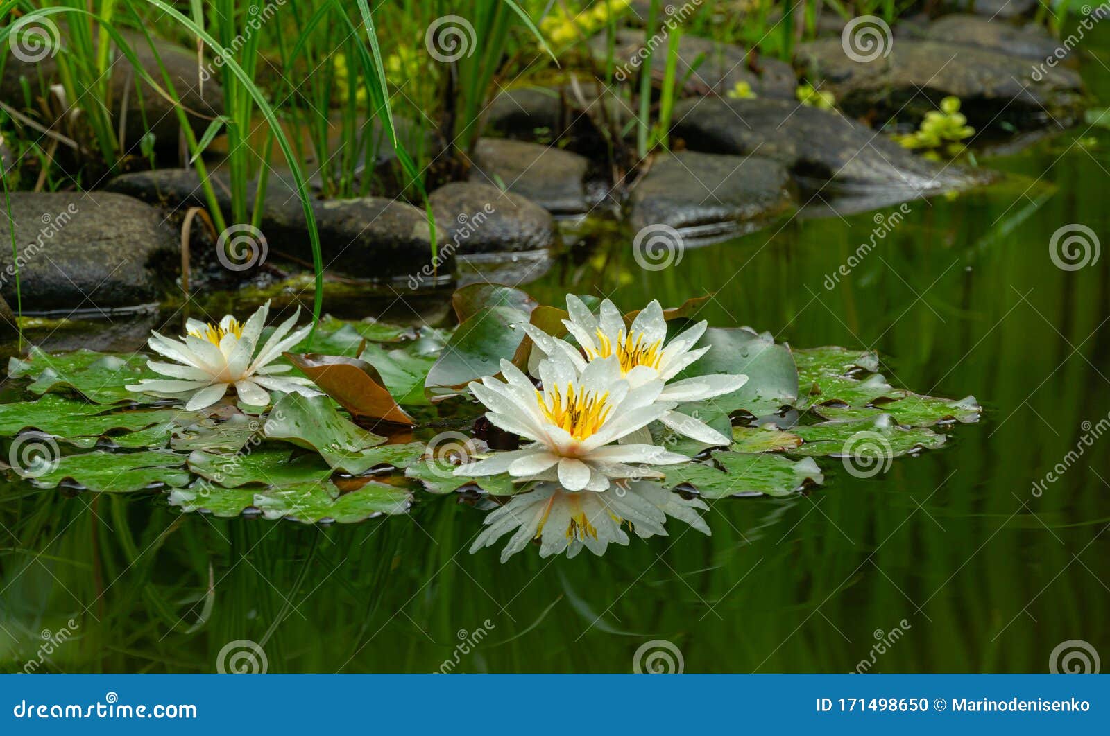 古池塘三种令人惊异的白荷花或荷花马莲尼姆皮亚斯在暗水里库存照片 图片包括有尼姆皮亚斯在暗水里 古池塘三种令人惊异的白荷花或荷花马莲